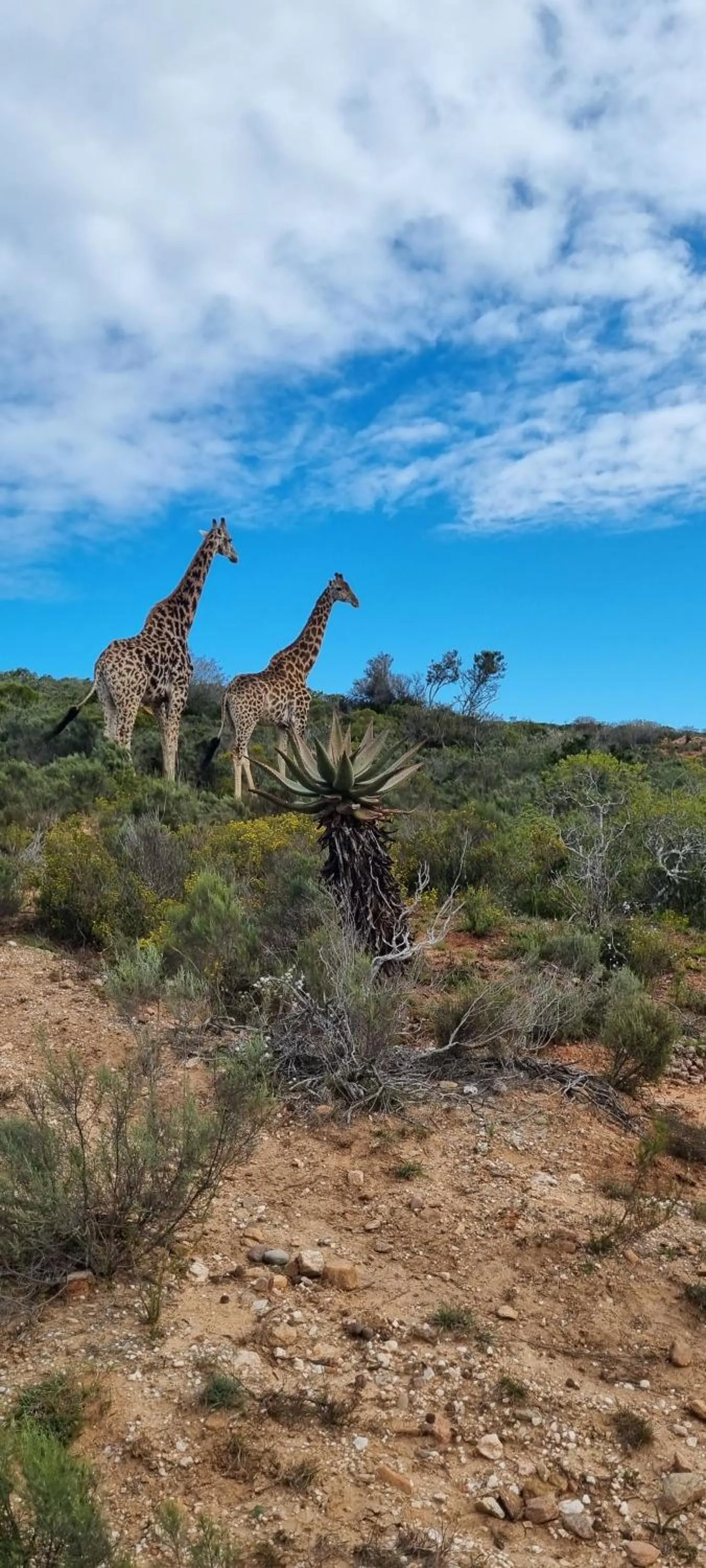 Garden Route Safari Camp