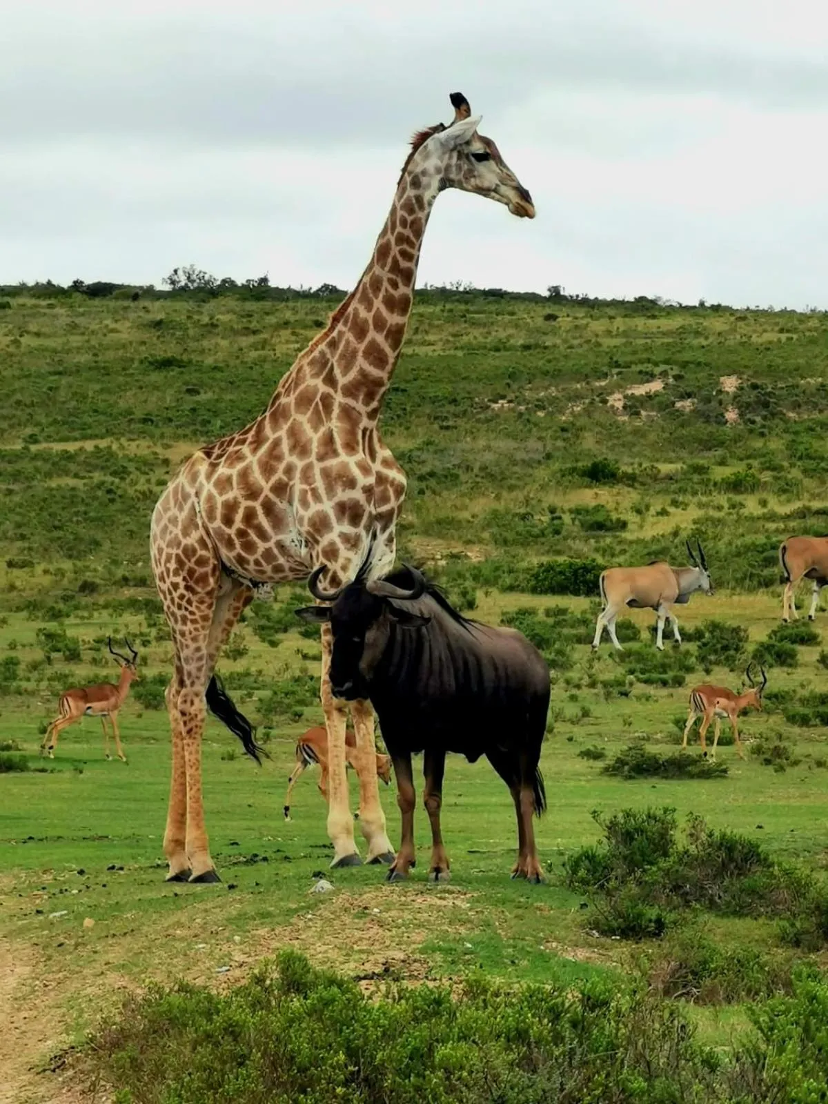 Garden Route Safari Camp