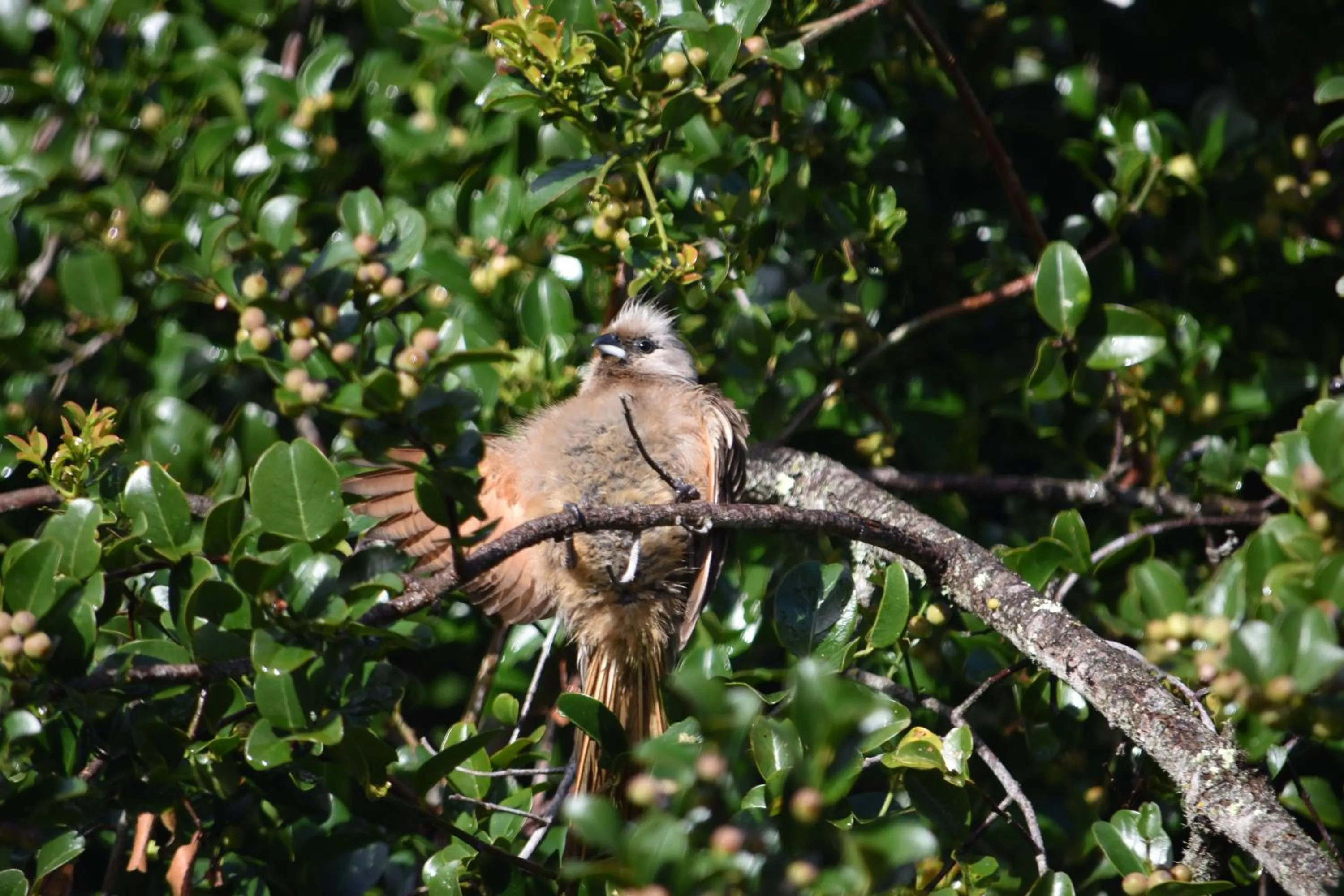 Day in Garden Route Safari Camp