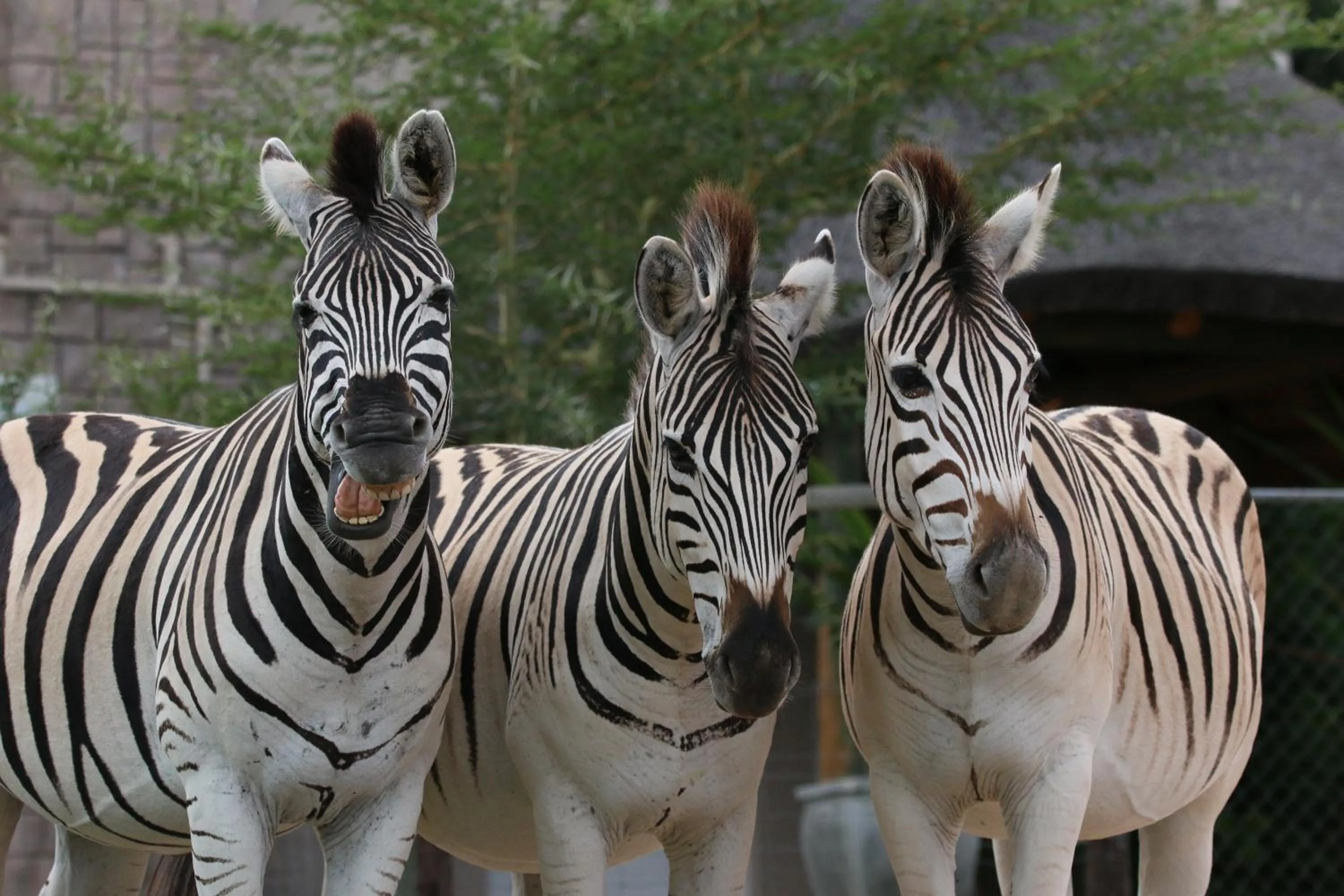 View (from property/room) in Garden Route Safari Camp
