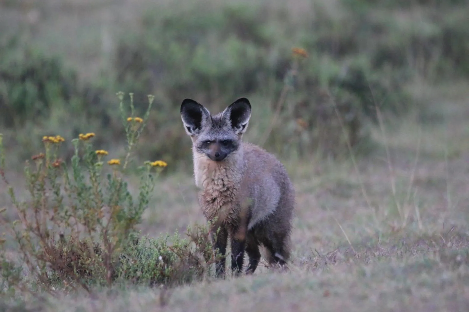 Garden Route Safari Camp