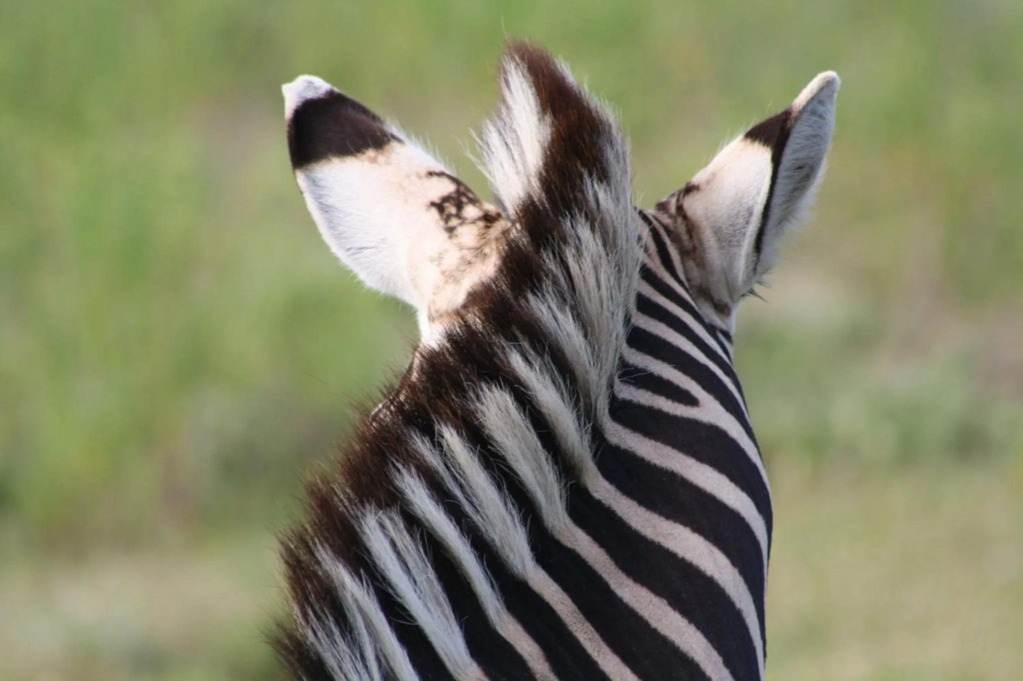 Garden Route Safari Camp