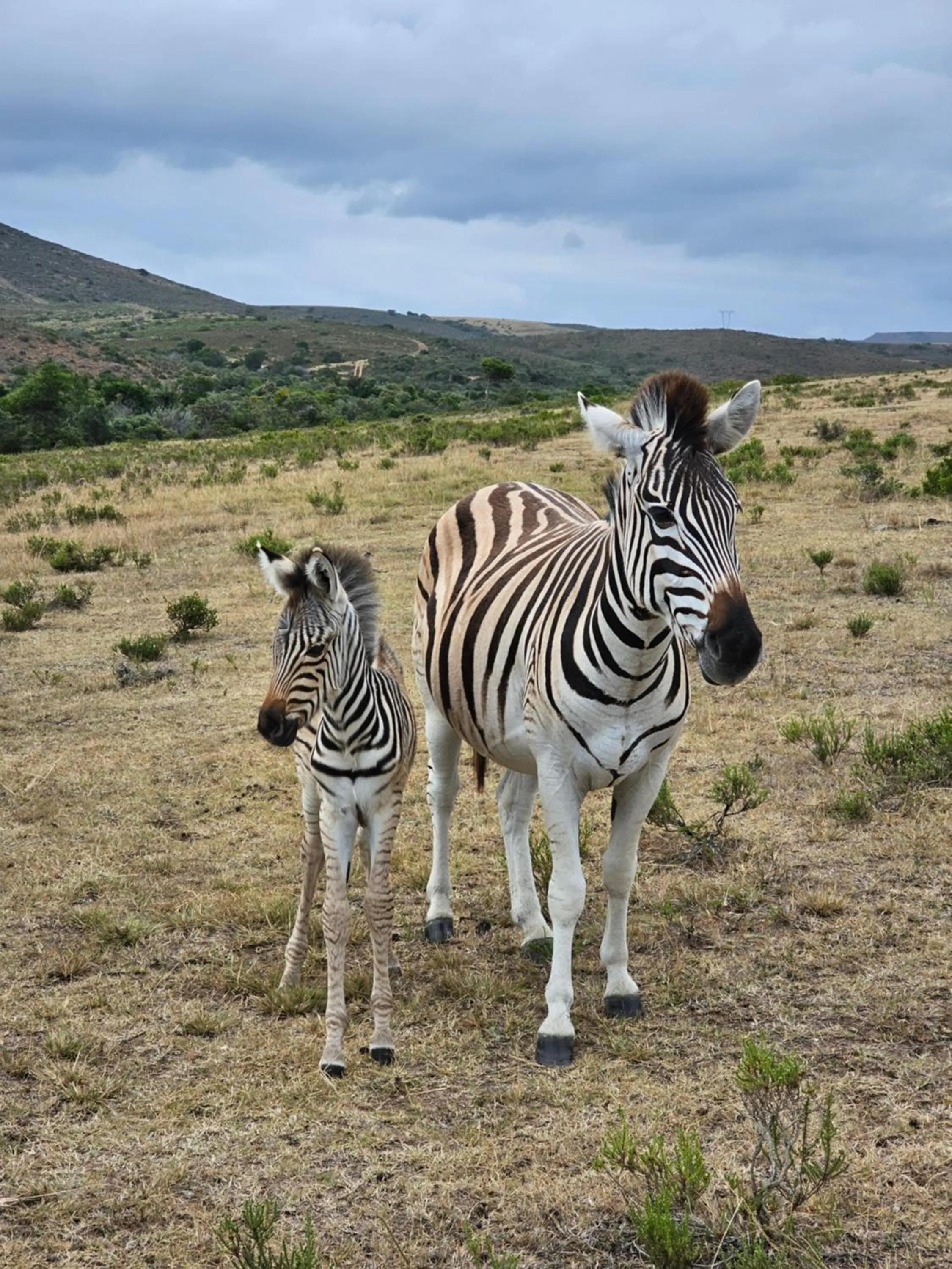 Garden Route Safari Camp