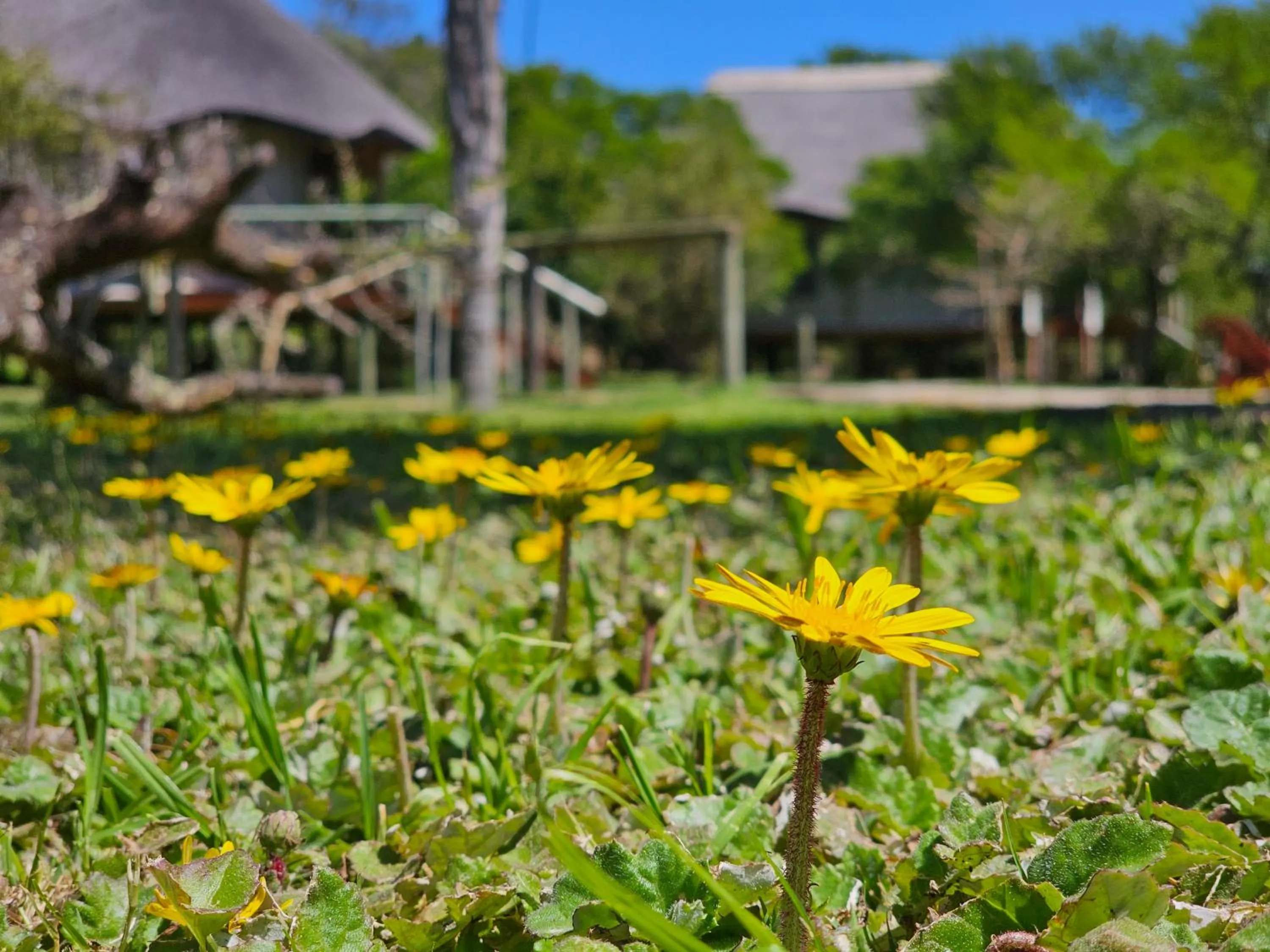 Garden Route Safari Camp
