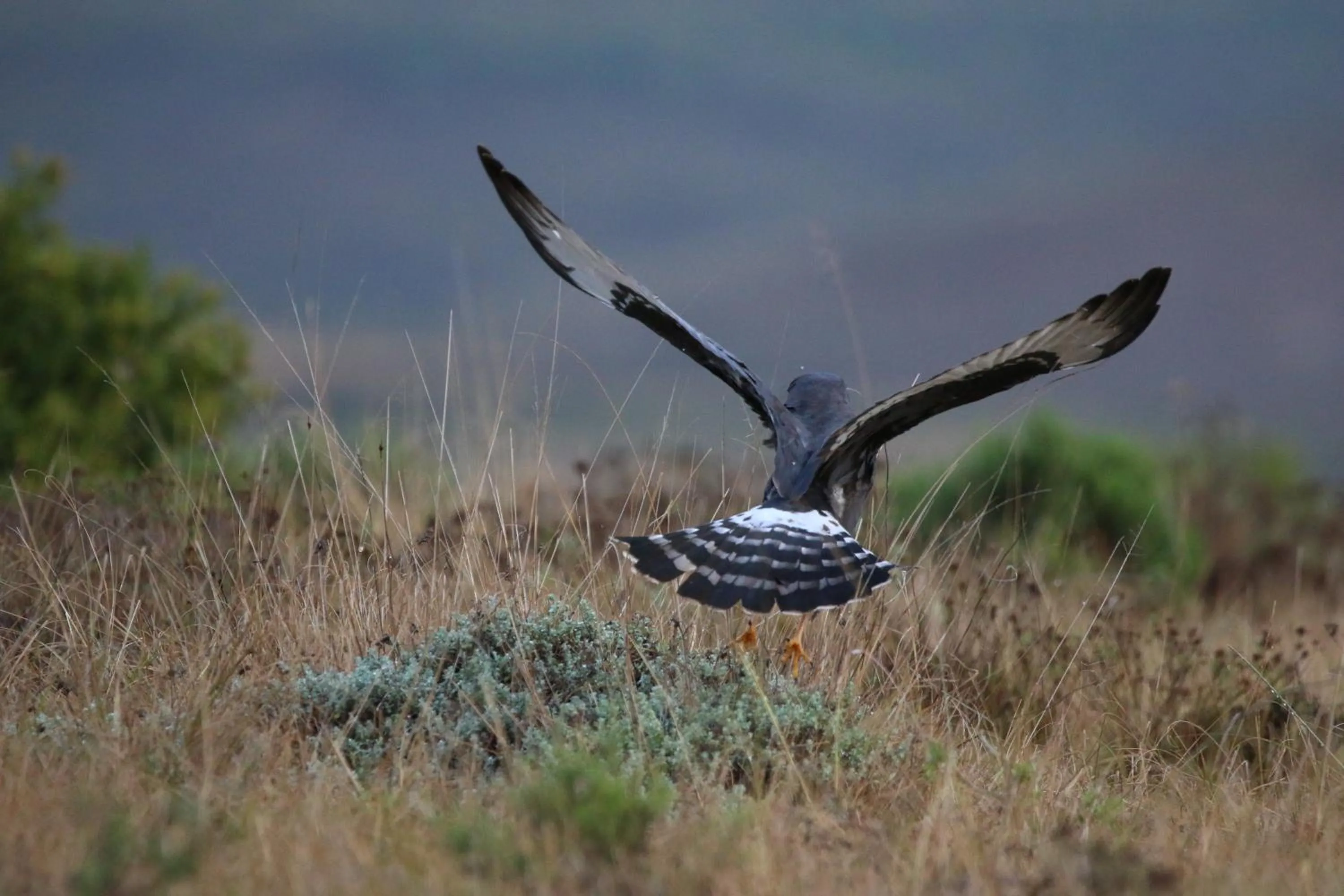 Day in Garden Route Safari Camp