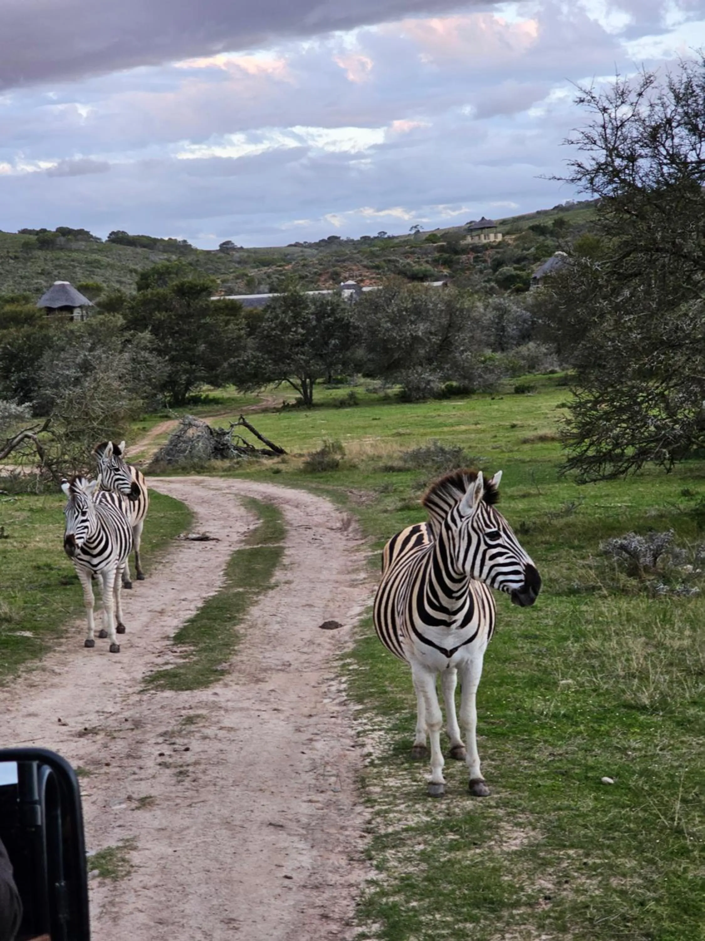 Garden Route Safari Camp