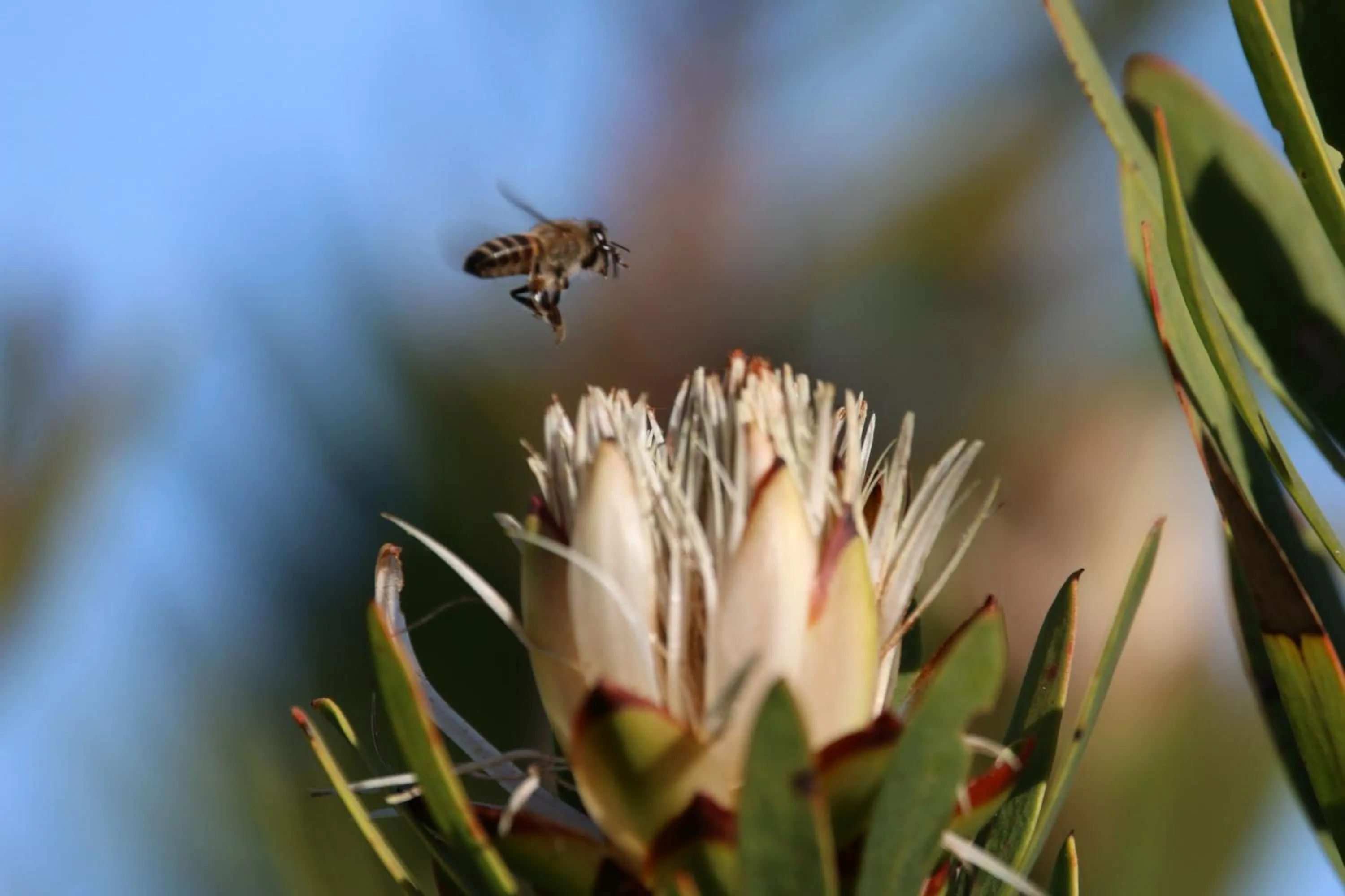 Day in Garden Route Safari Camp