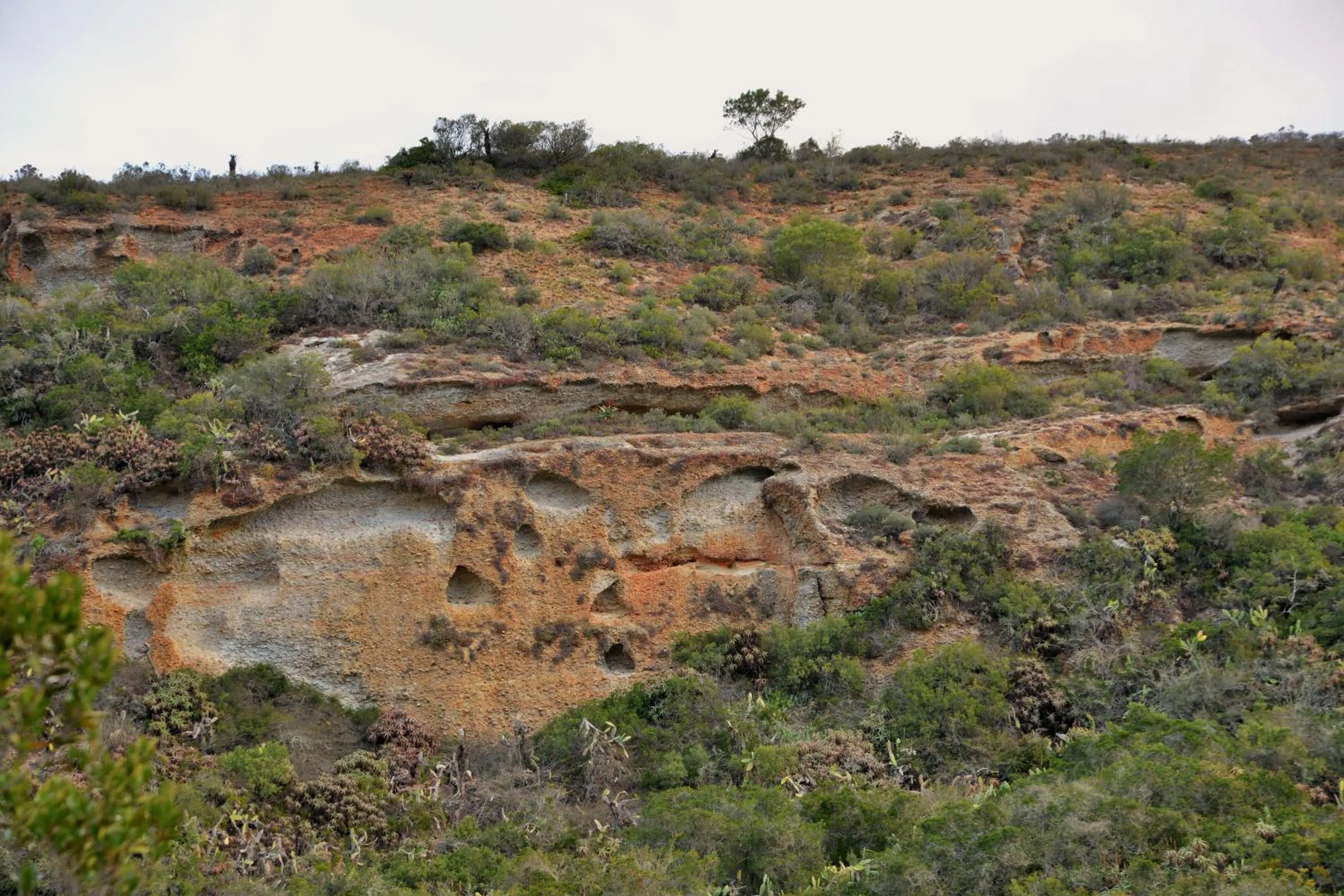 Natural landscape in Garden Route Safari Camp