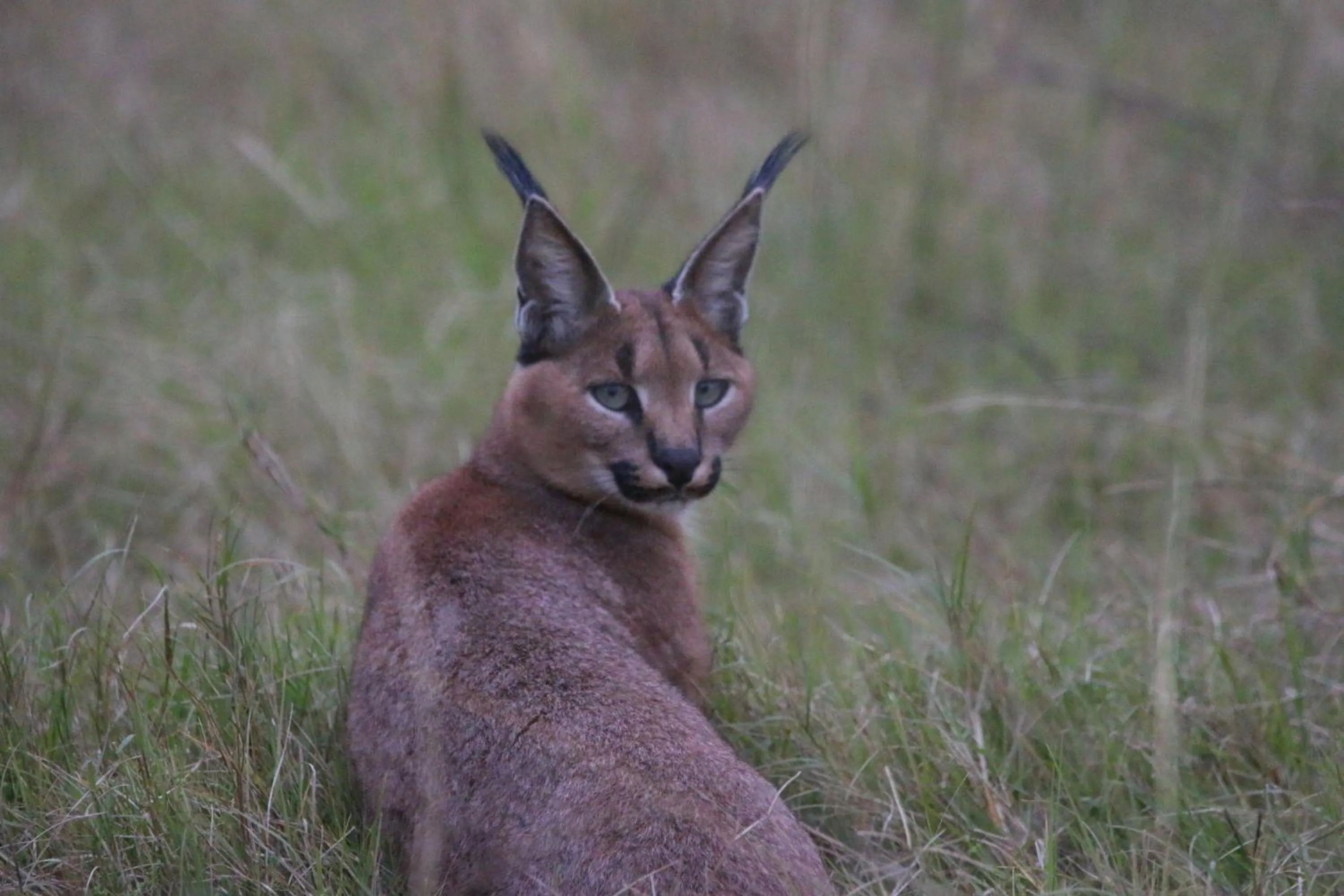 Garden Route Safari Camp