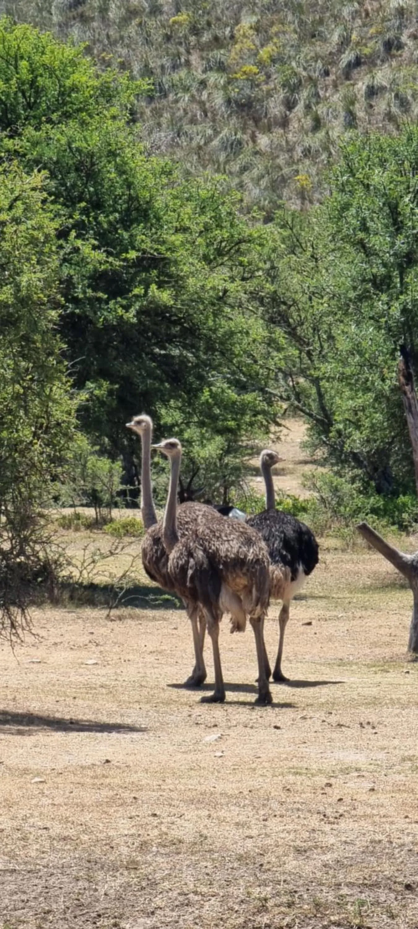 Day in Garden Route Safari Camp