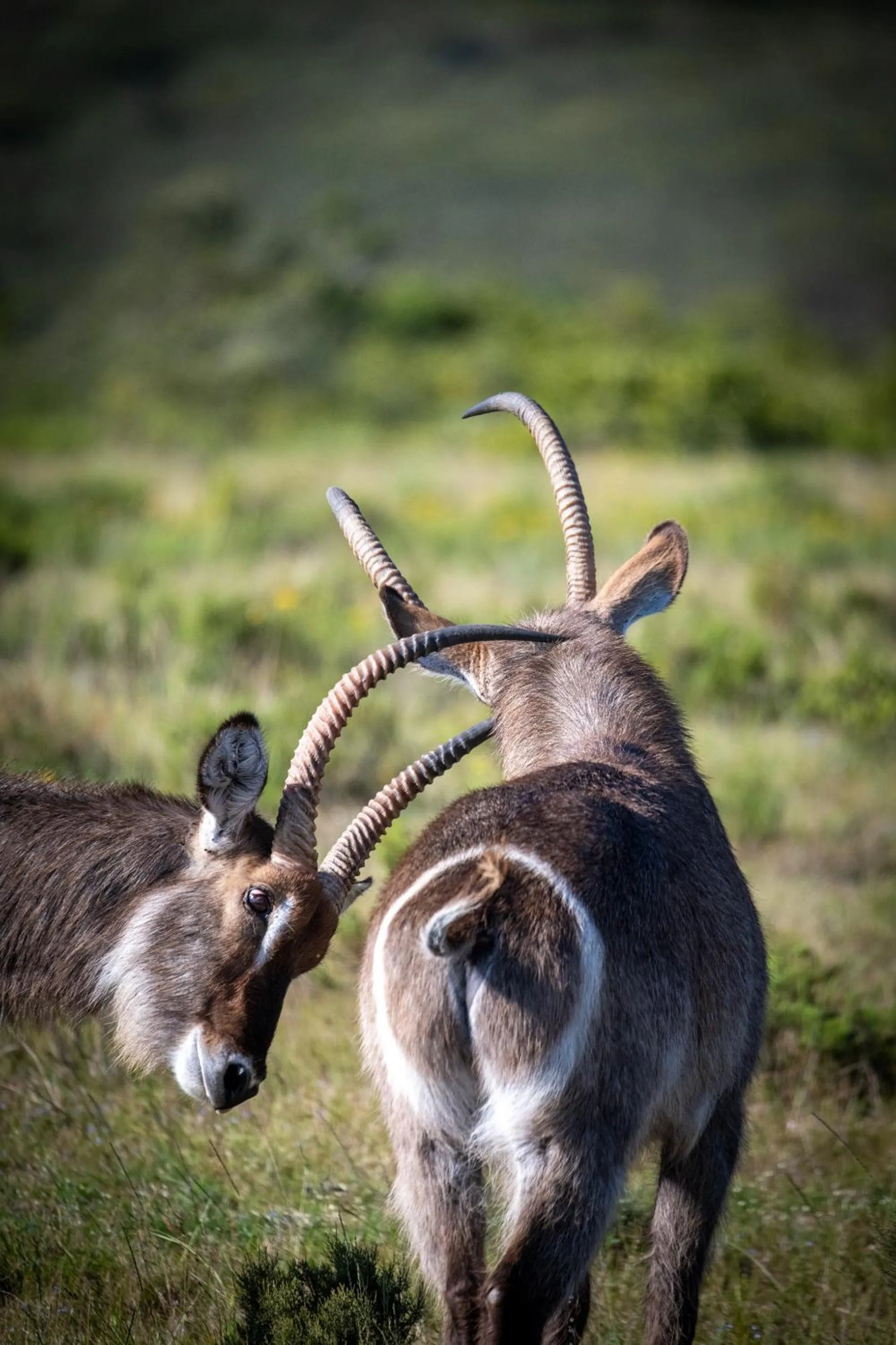 Garden Route Safari Camp