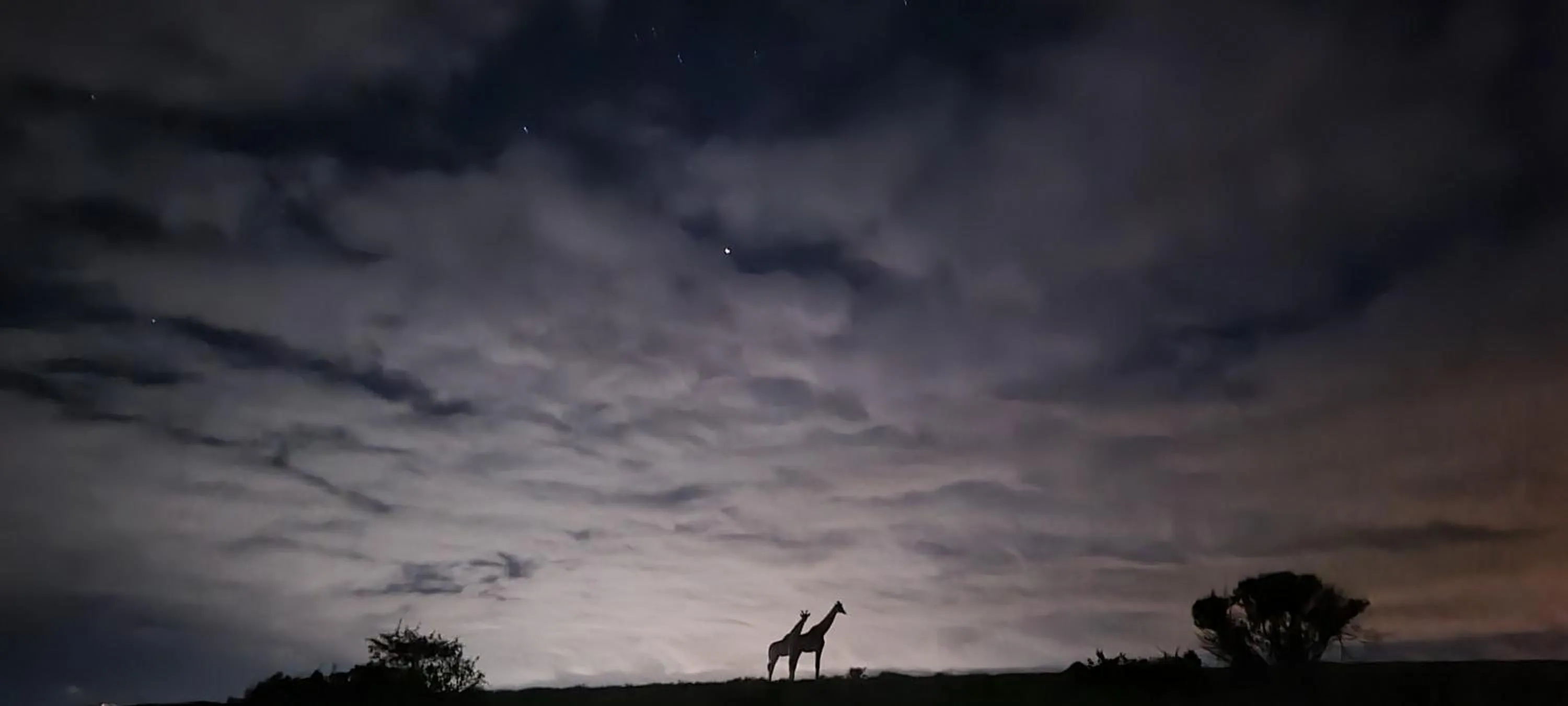 Garden Route Safari Camp