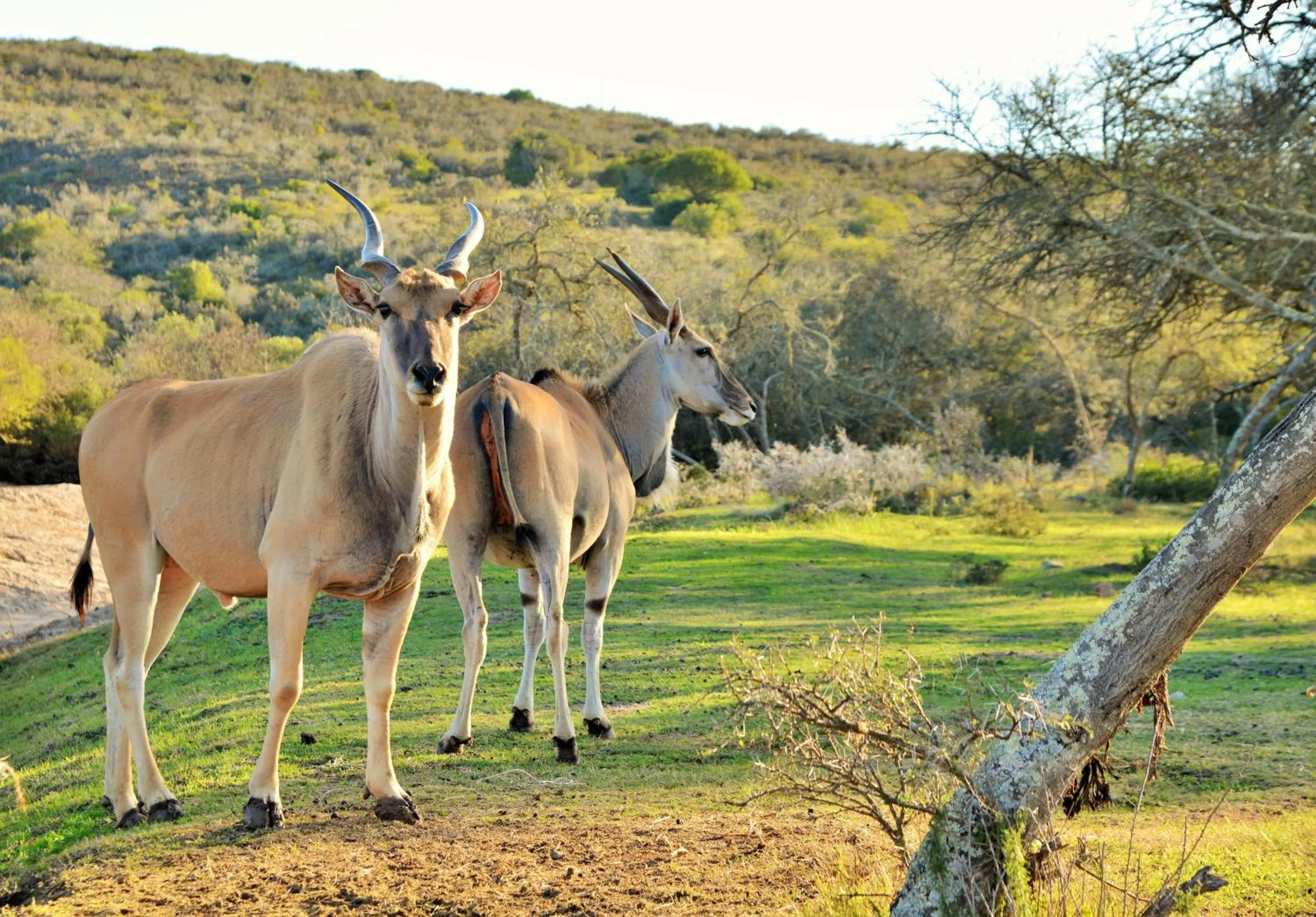 Animals in Garden Route Safari Camp