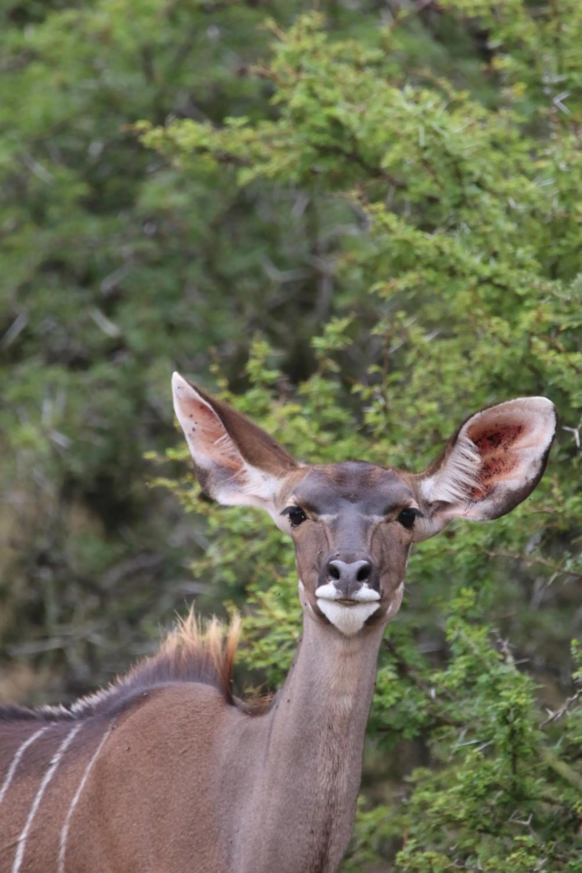 Animals in Garden Route Safari Camp