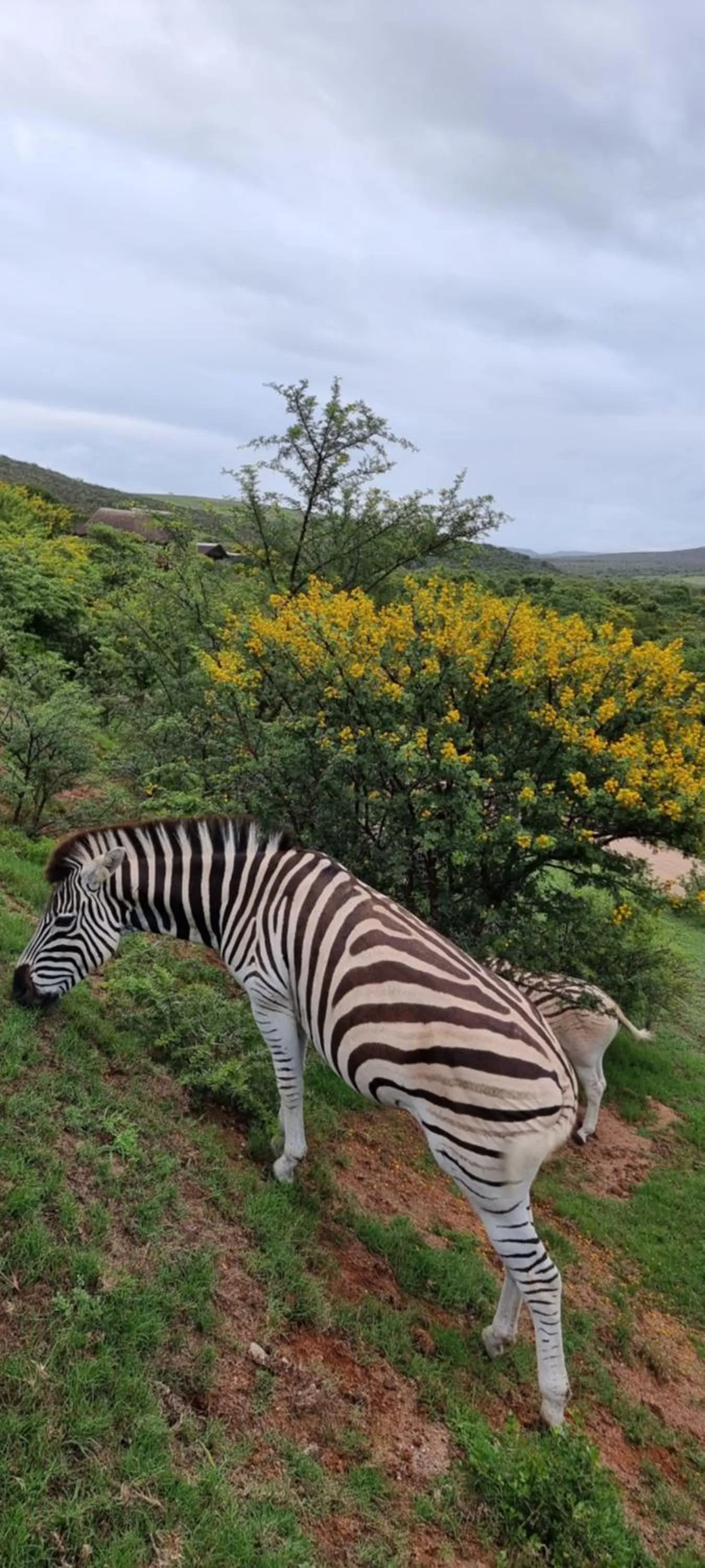 Day in Garden Route Safari Camp