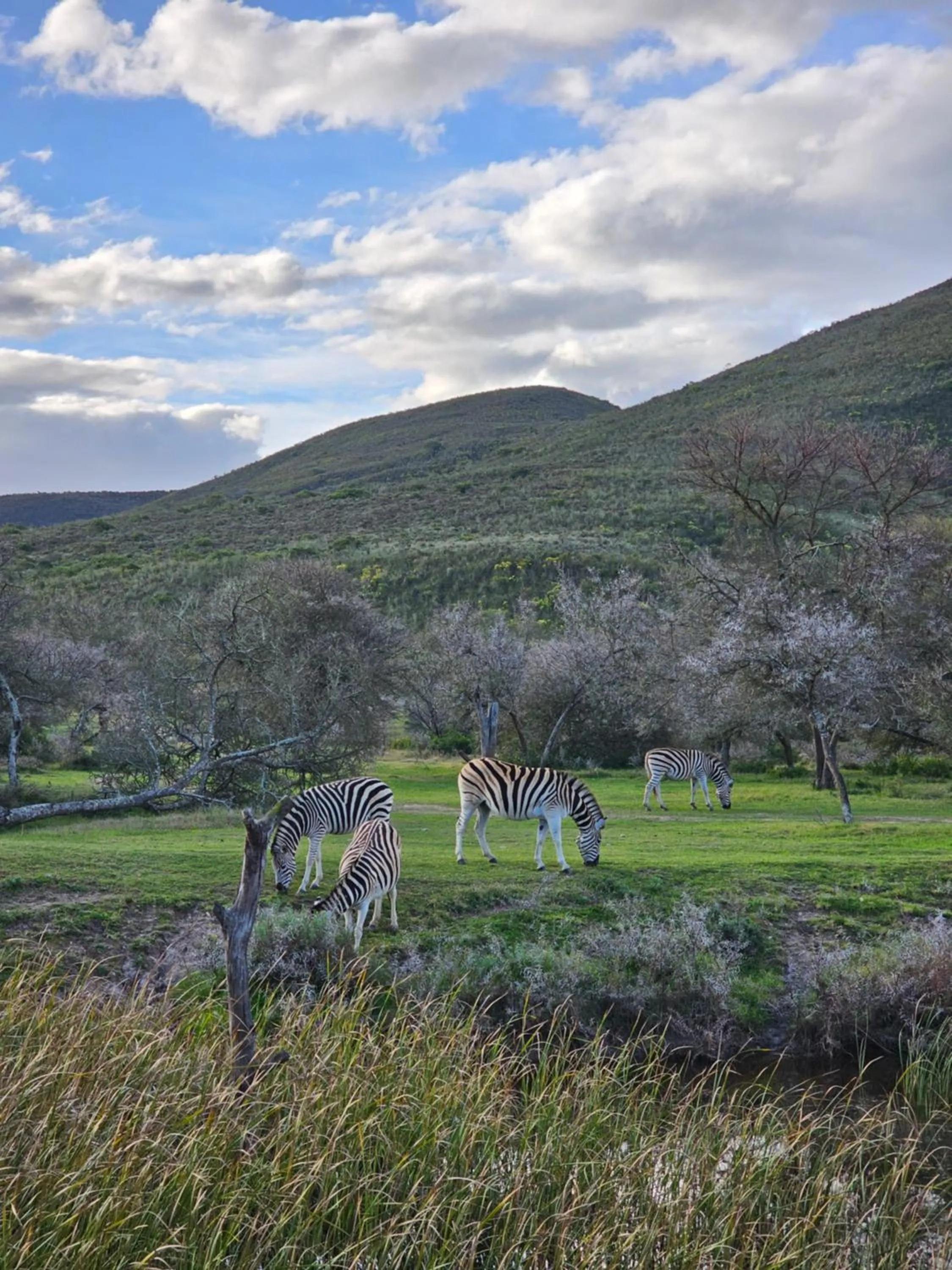 Garden Route Safari Camp