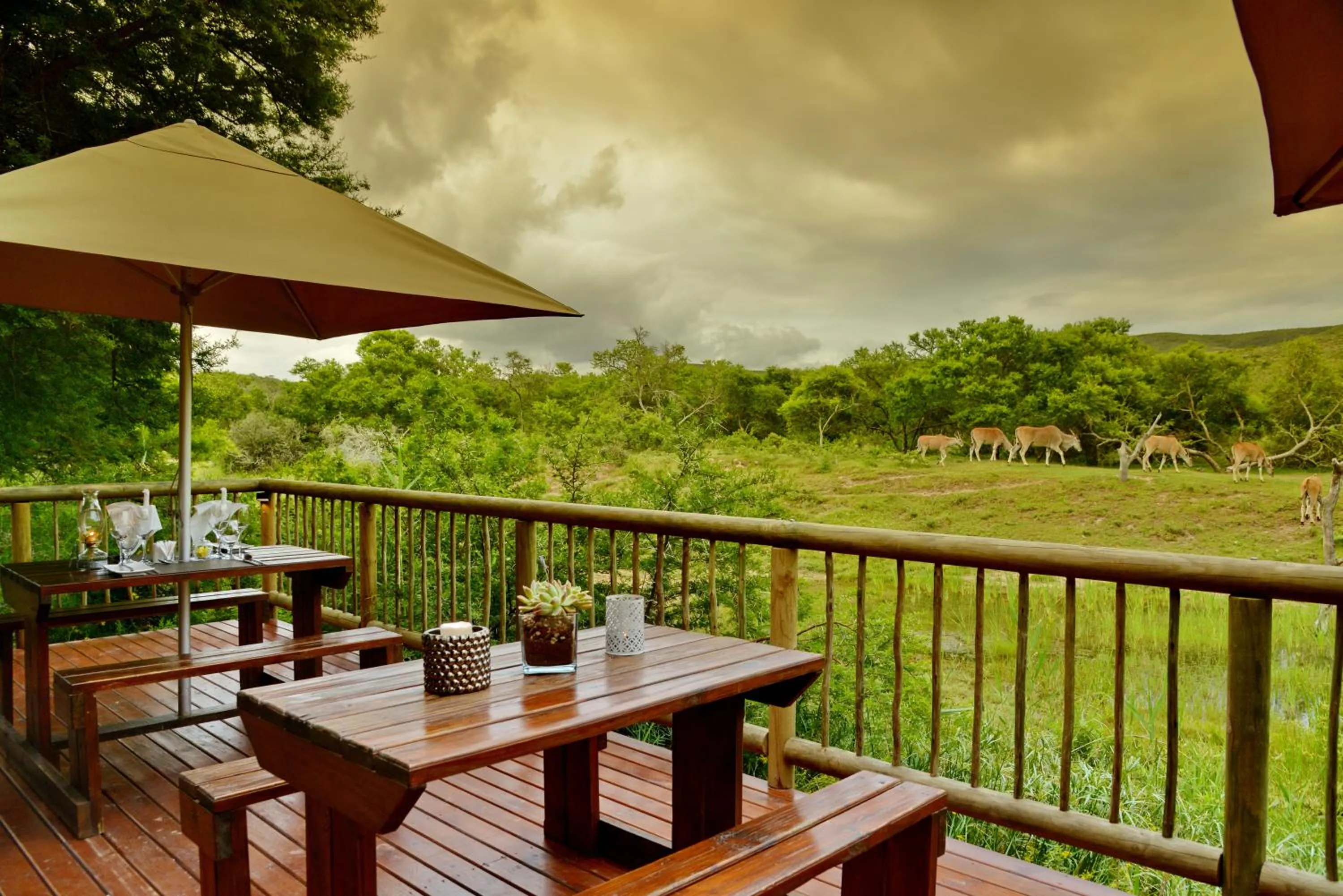 Patio in Garden Route Safari Camp