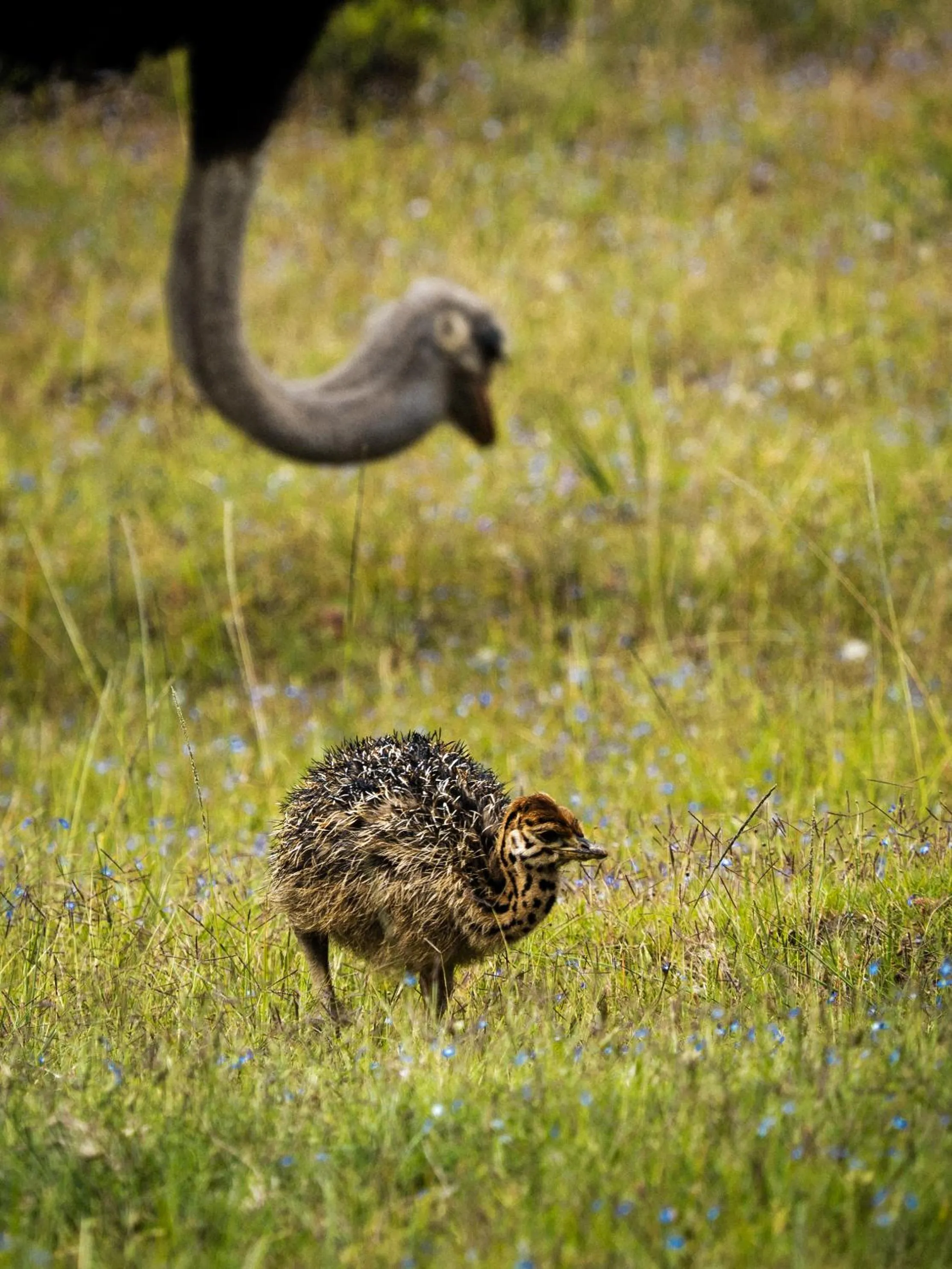 Day in Garden Route Safari Camp