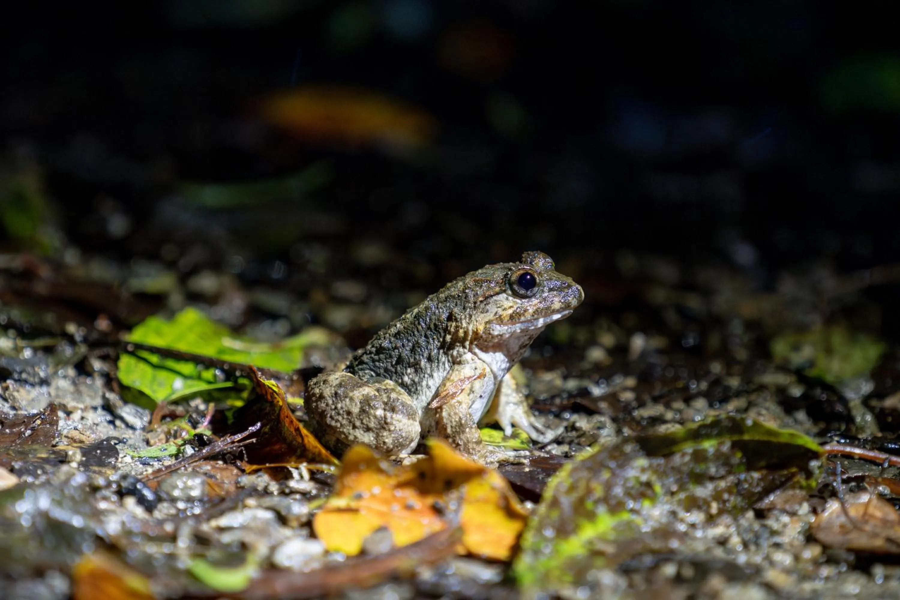 Natural landscape in Ada Garden Hotel Okinawa