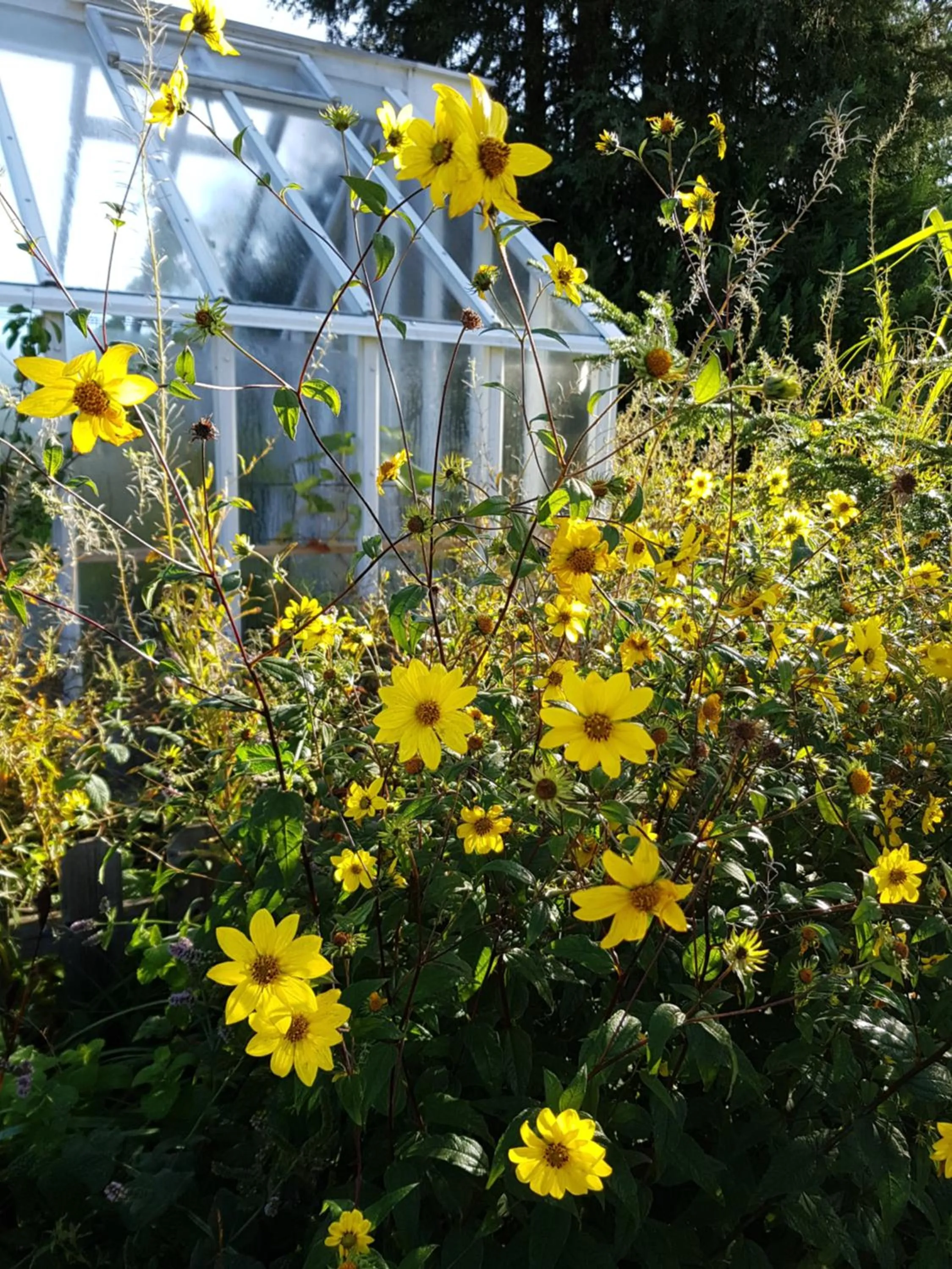 Garden in Perenner på bakgården
