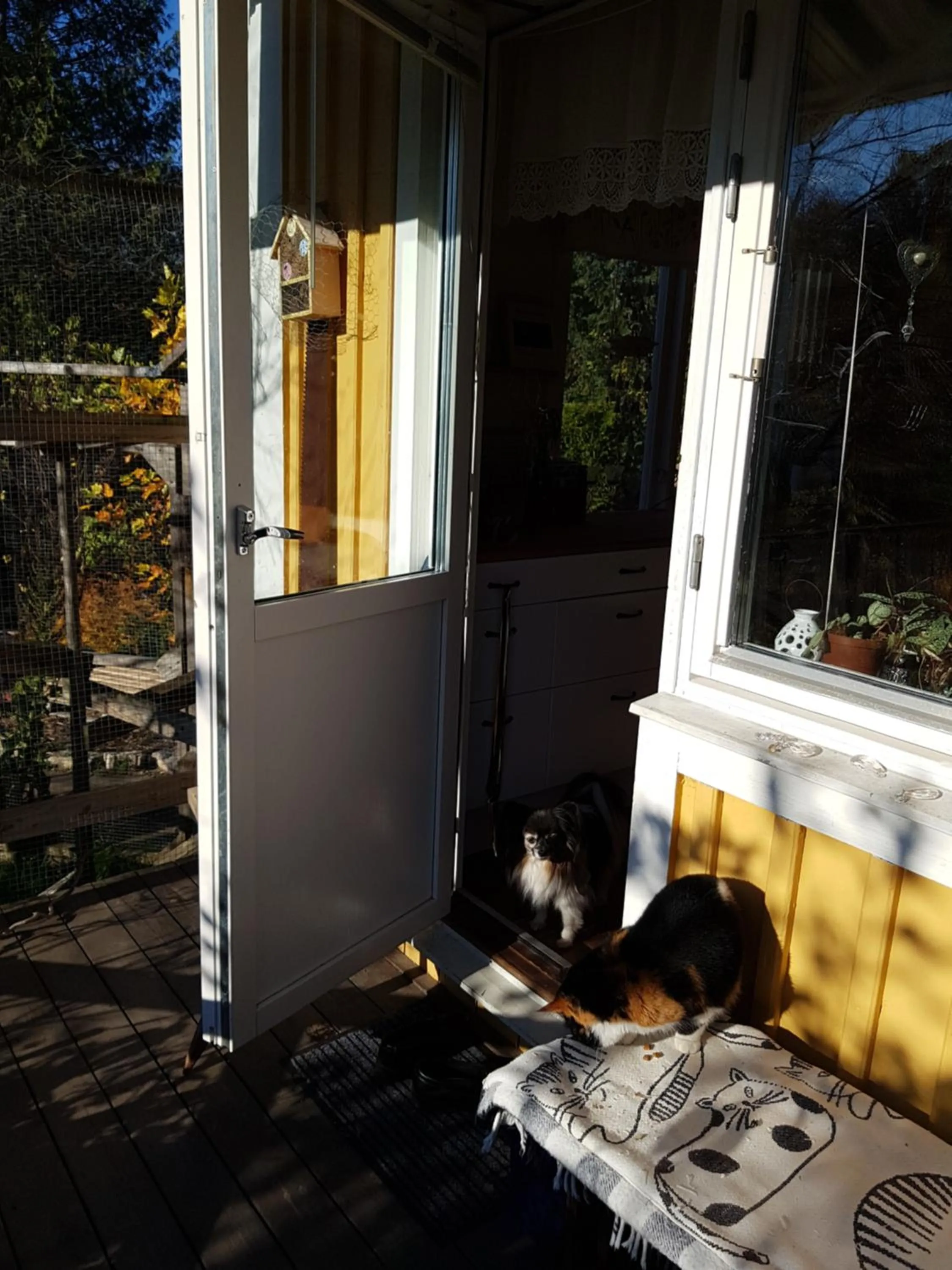 Pets in Perenner på bakgården