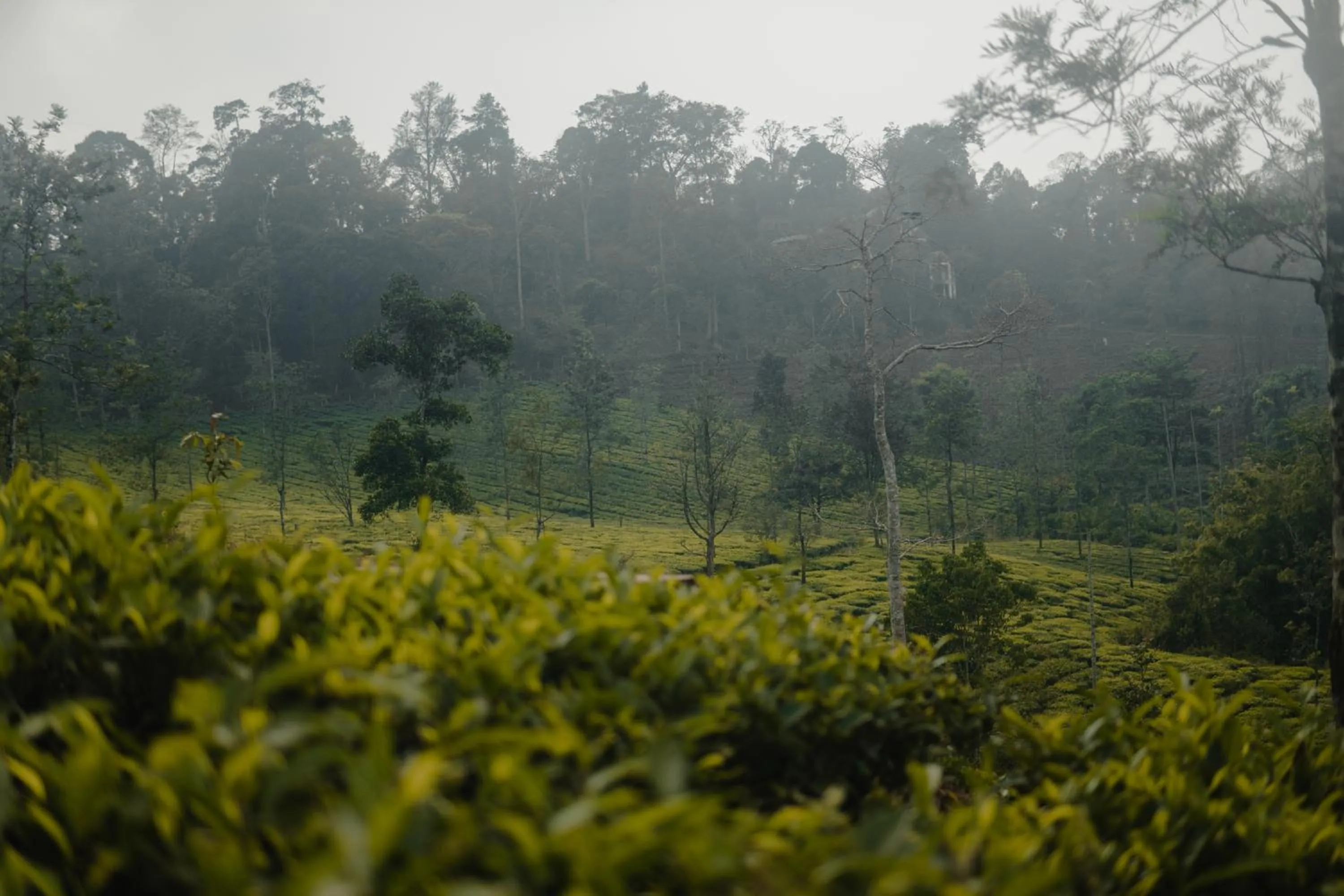 Natural landscape in Abad Brookside Wayanad