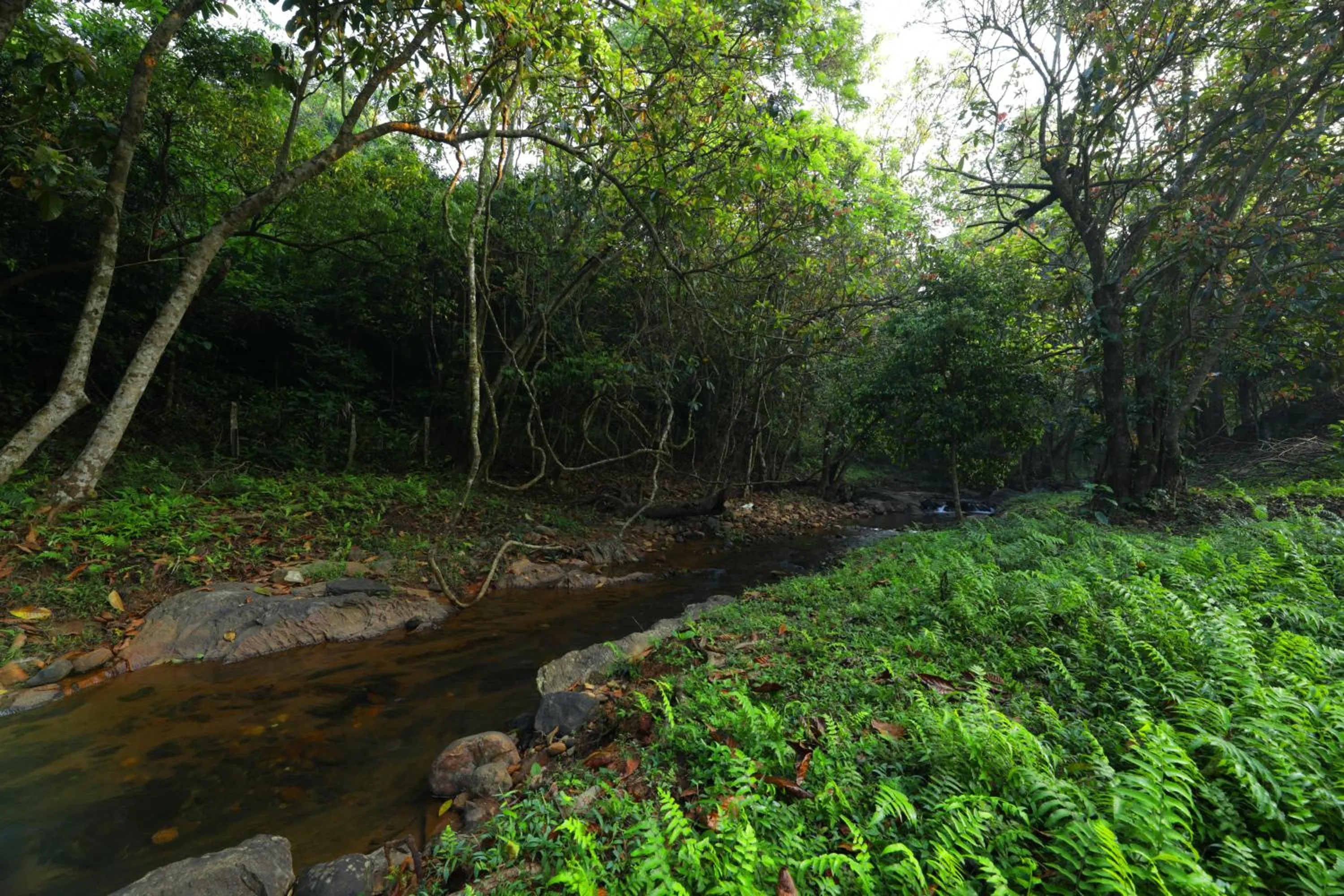 Natural landscape in Abad Brookside Wayanad