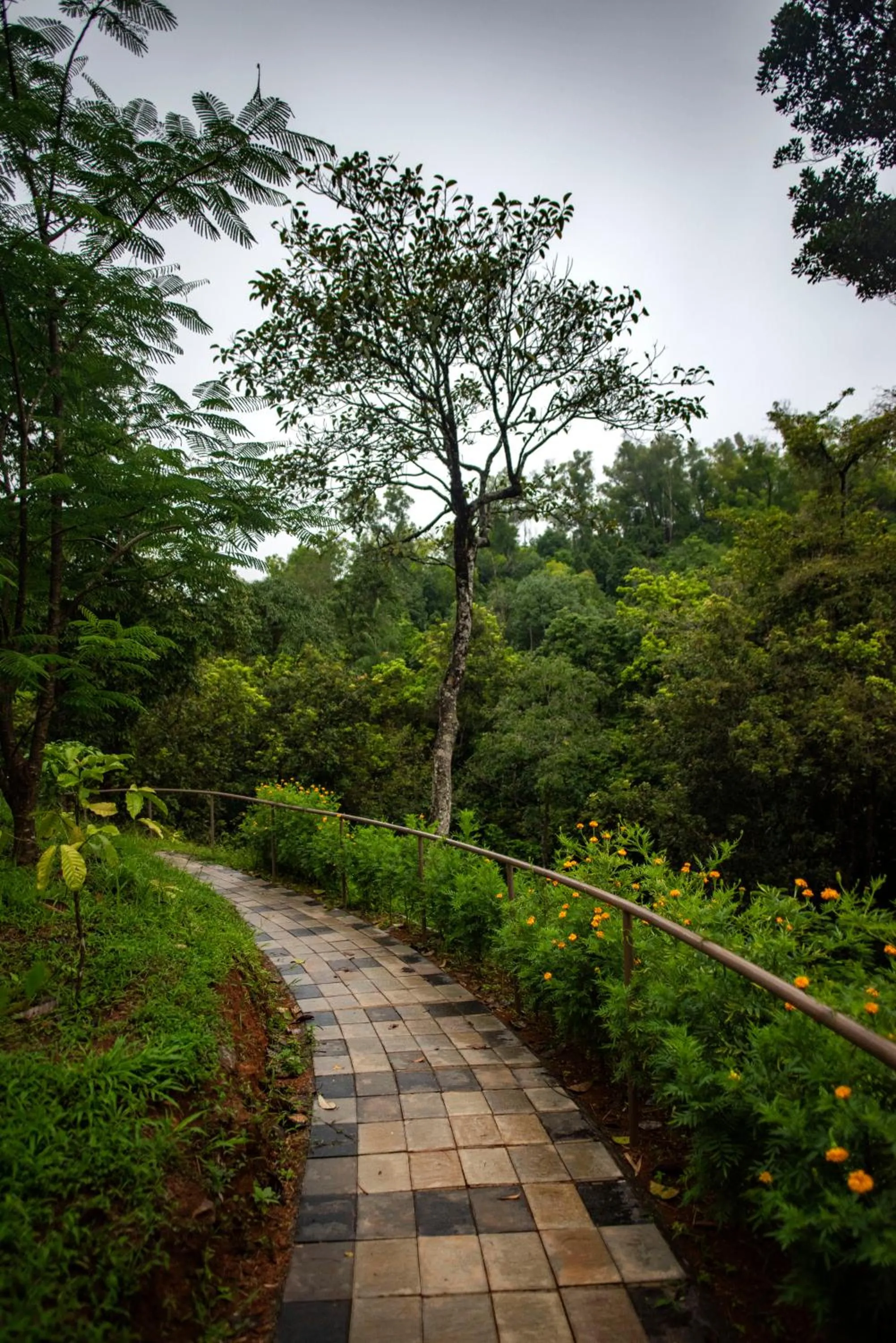 Natural landscape in Abad Brookside Wayanad