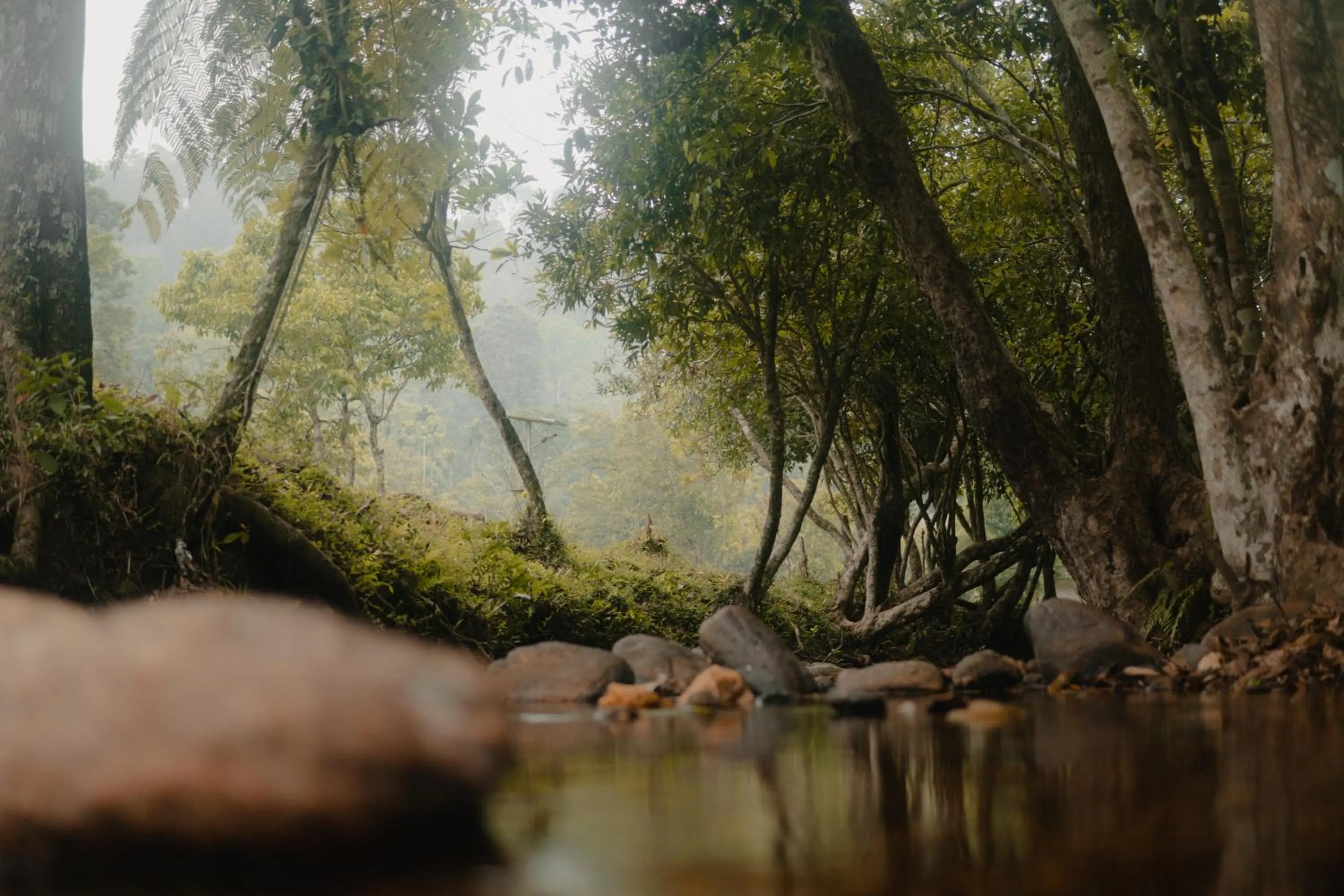 Spring in Abad Brookside Wayanad