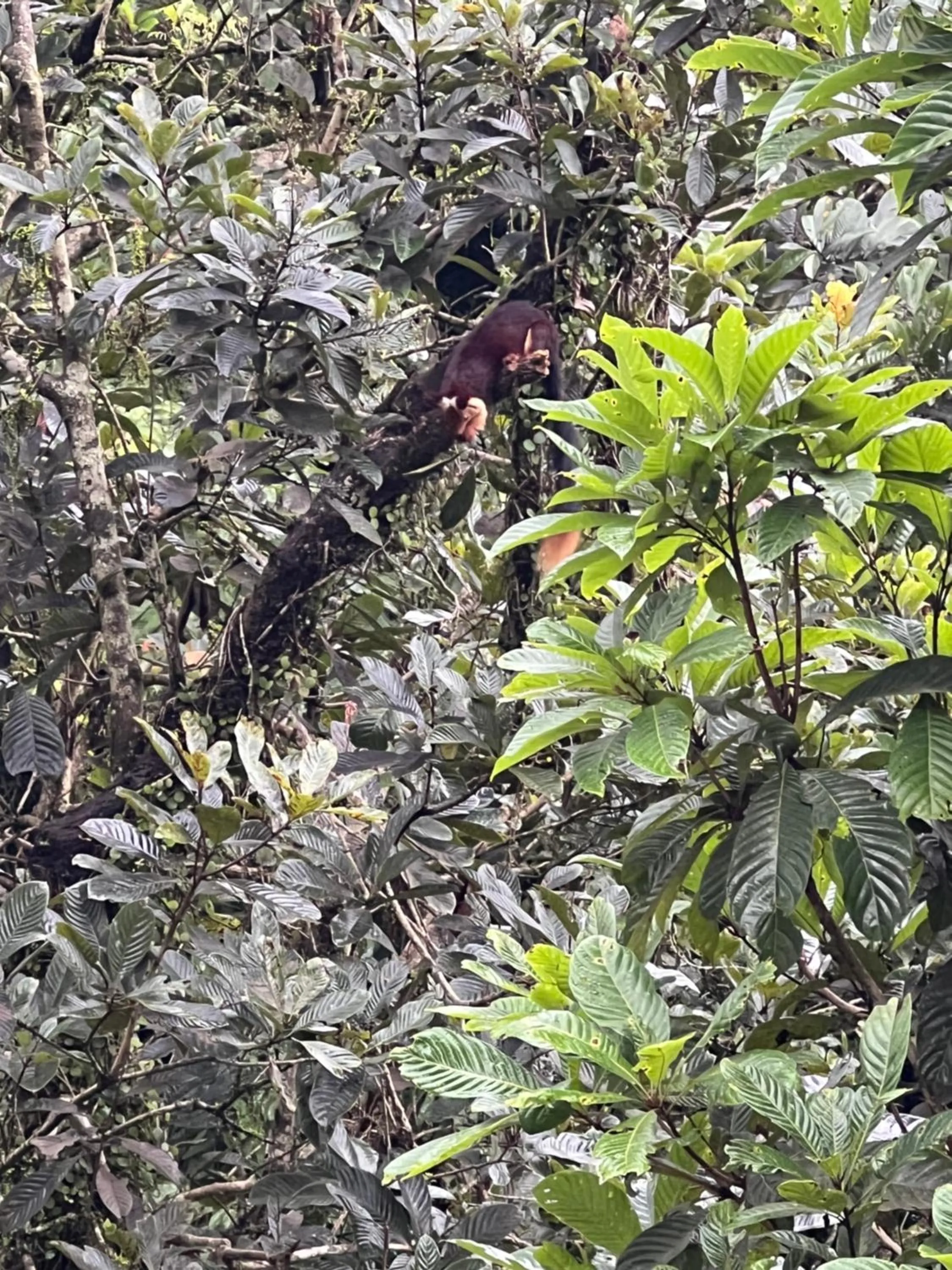 Natural landscape in Abad Brookside Wayanad