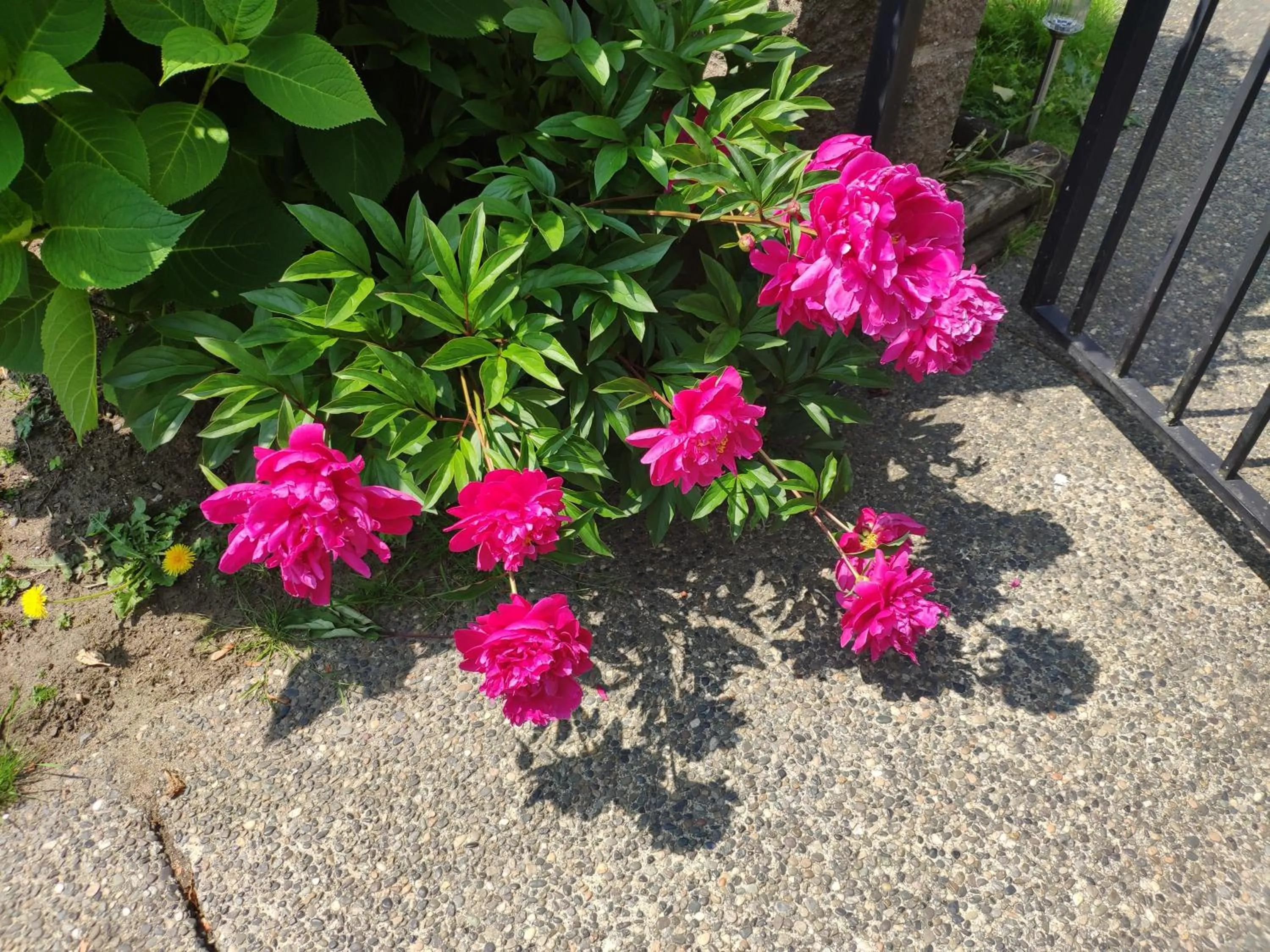 Garden in Helen's House / Close to Skytrain and Airport