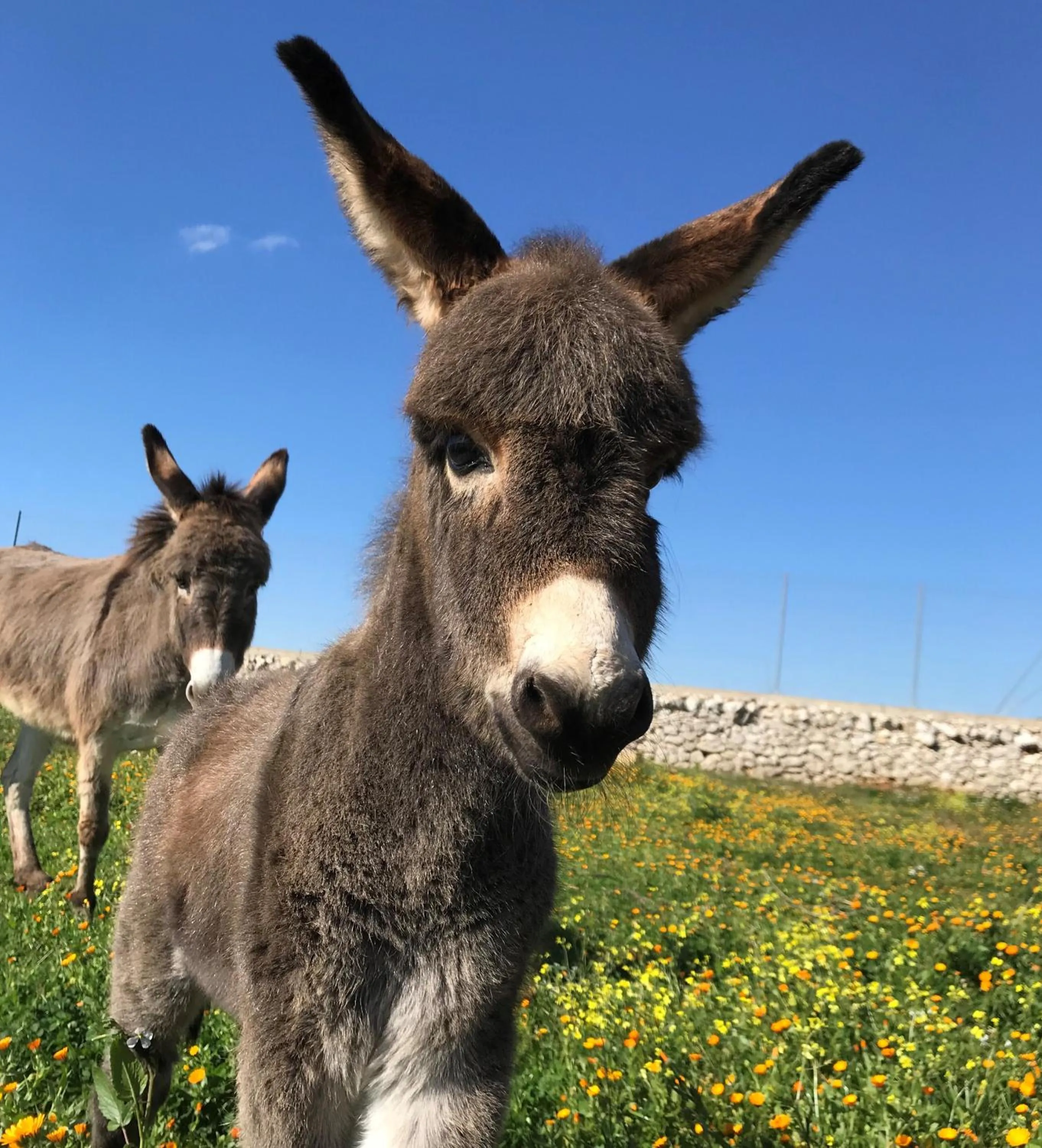 Pets in Relais Masseria della Colomba - Agriturismo