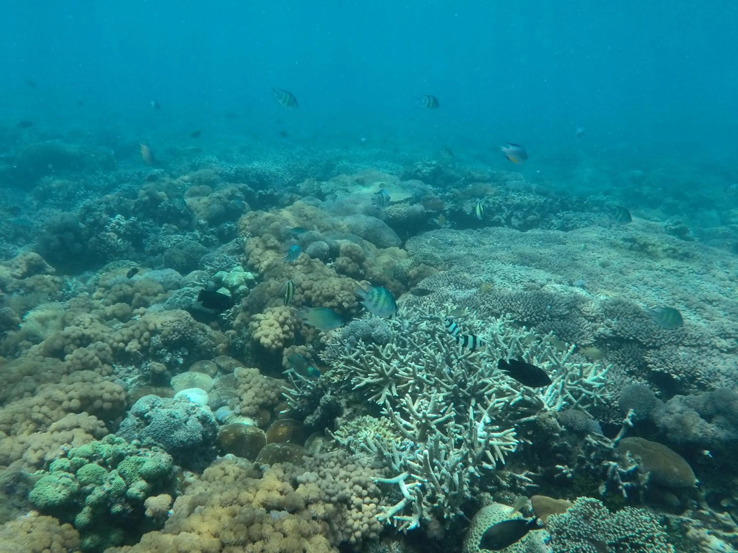 Snorkeling in Ekas Surf Resort & Surf Camp