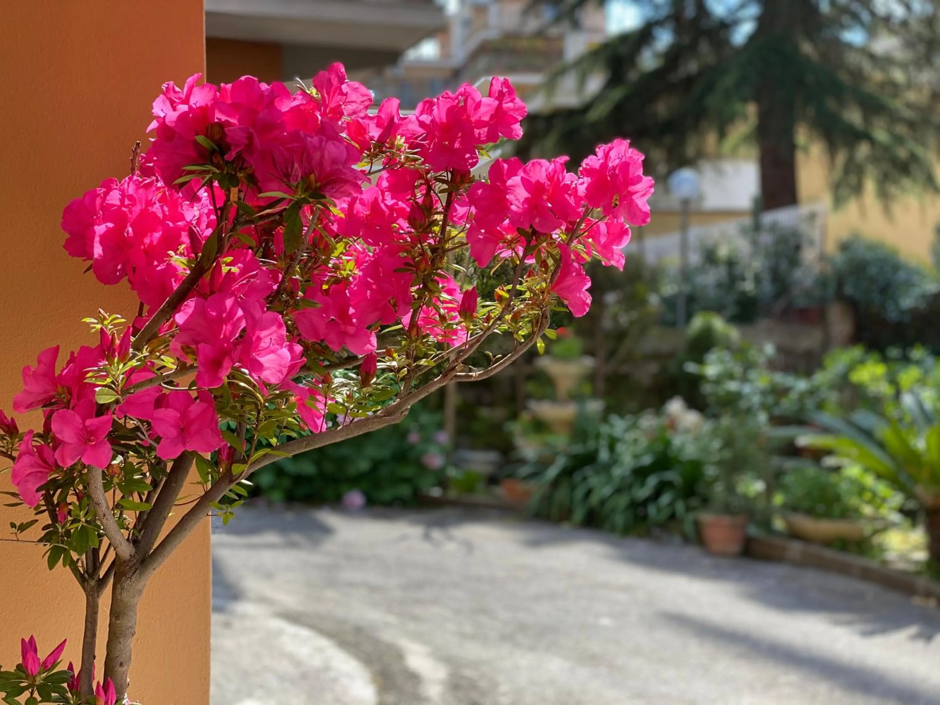 Garden in Olympic Suite Roma