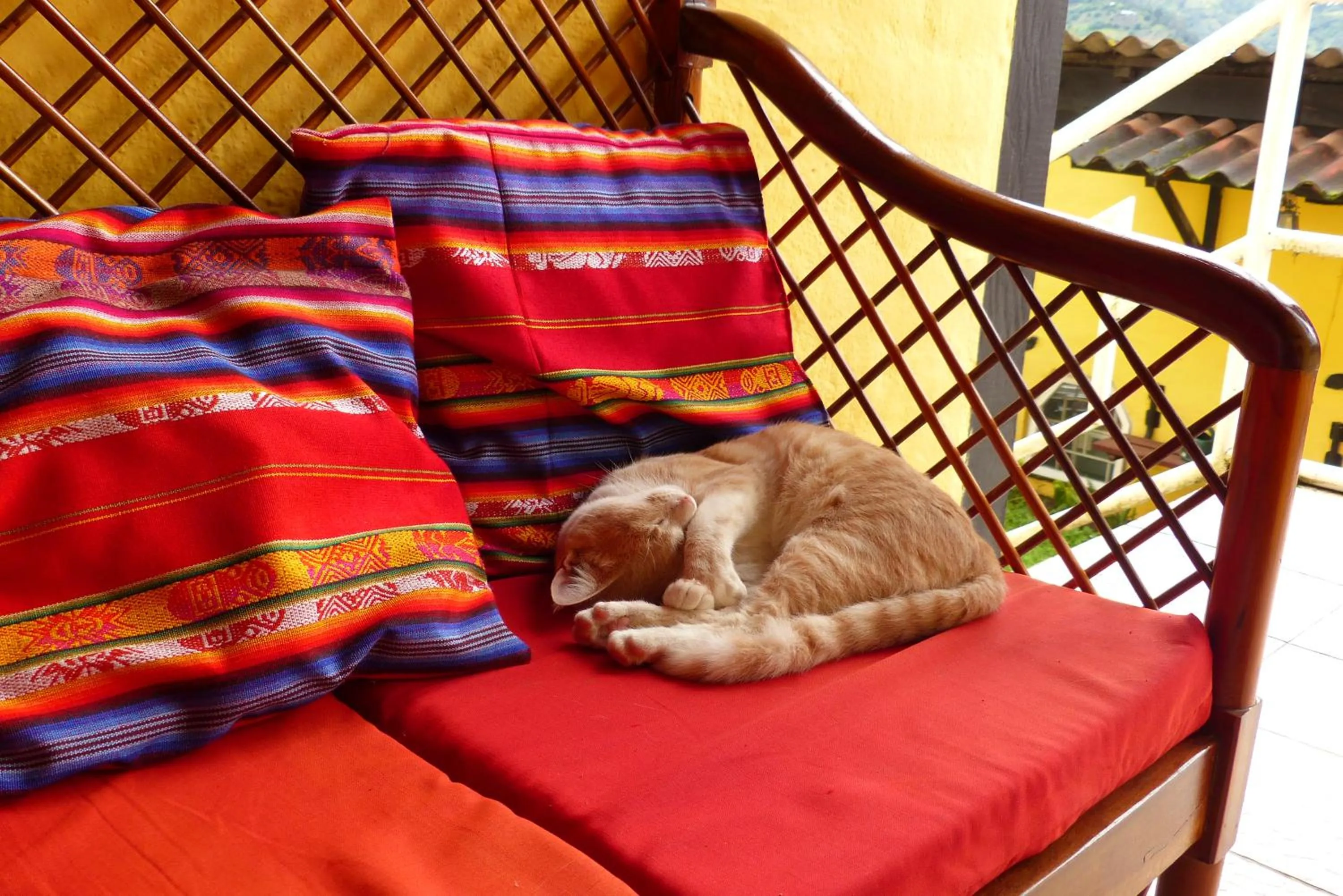 Pets in La Casa Amarilla