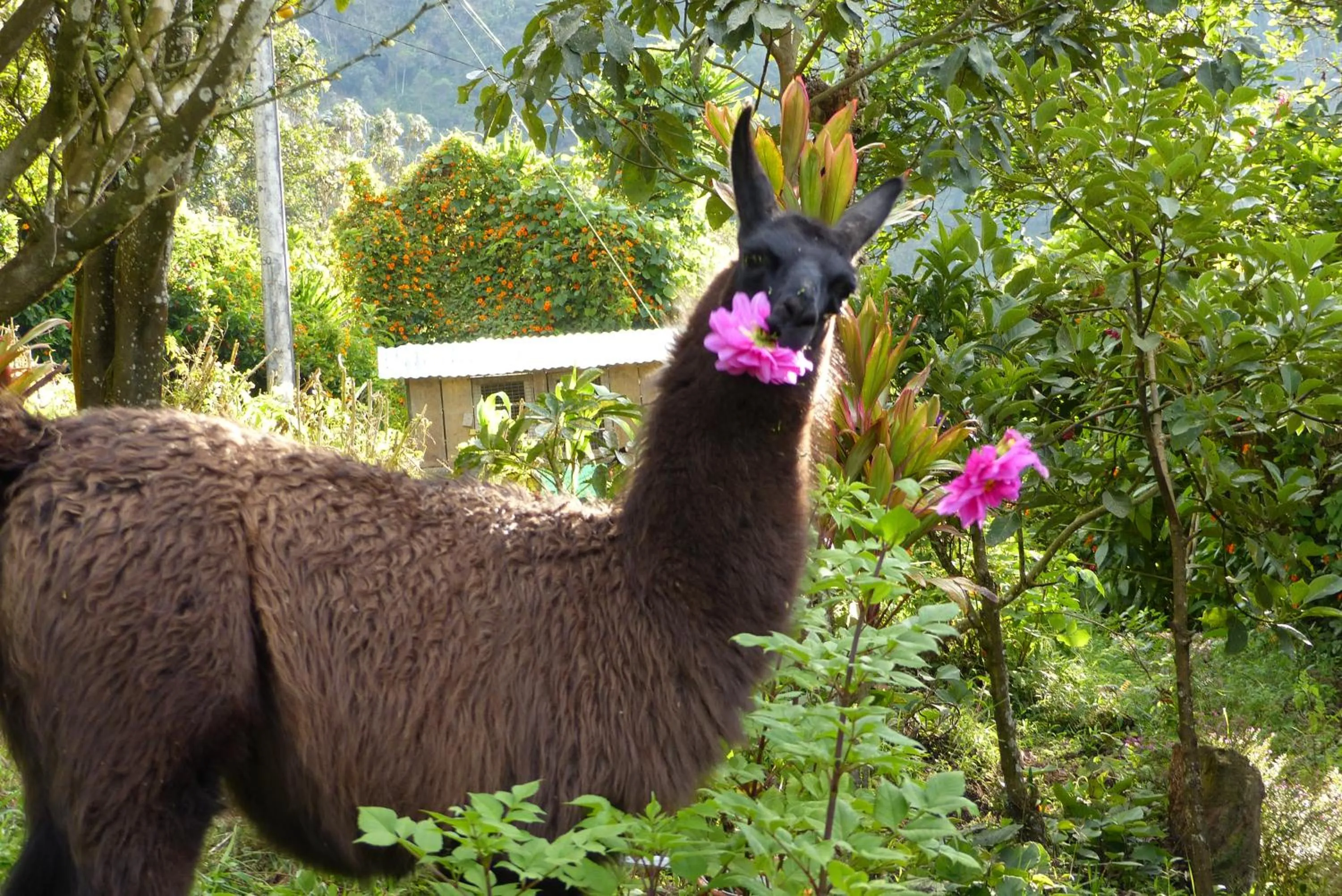 Garden in La Casa Amarilla