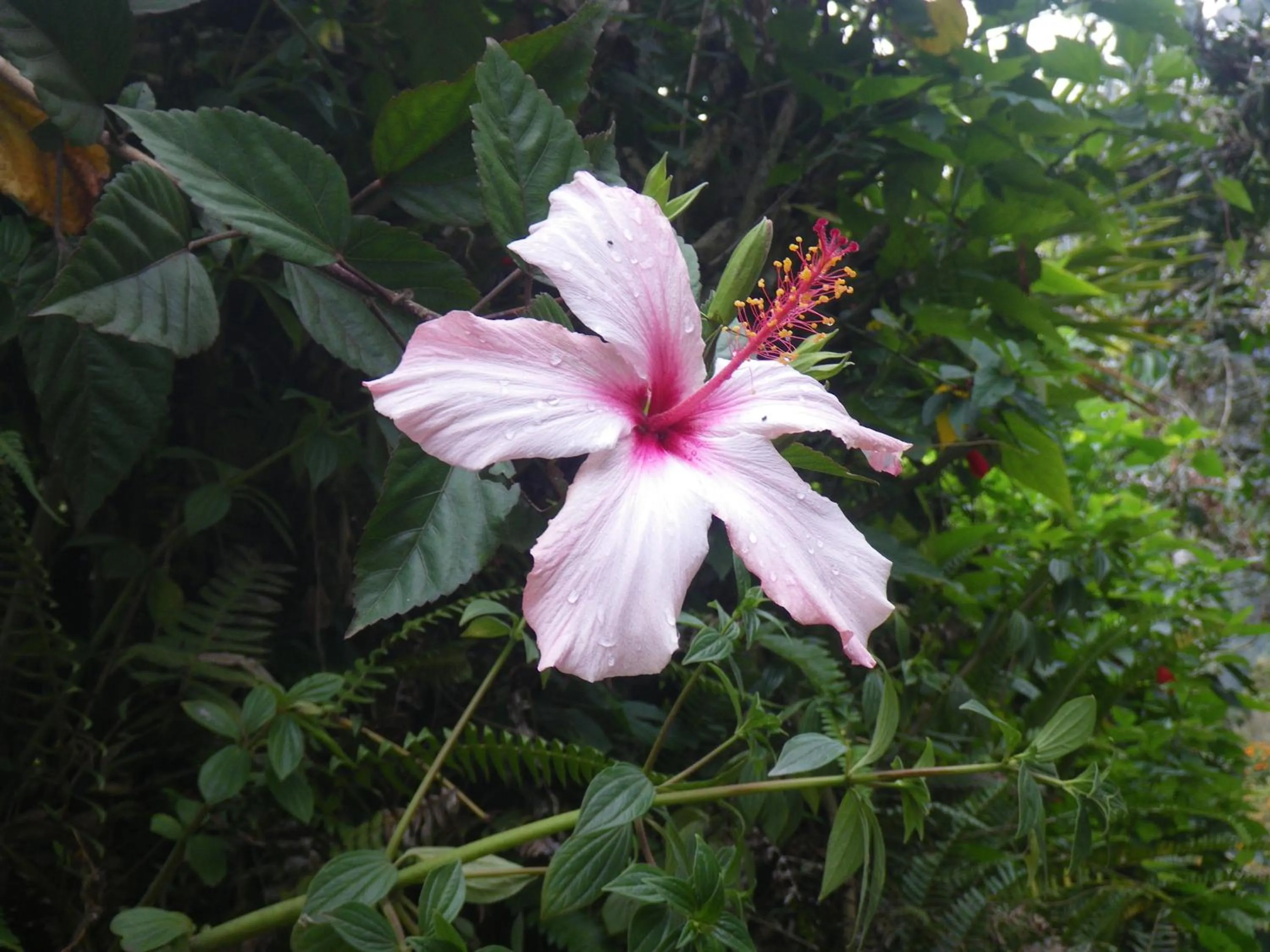 Garden in La Casa Amarilla