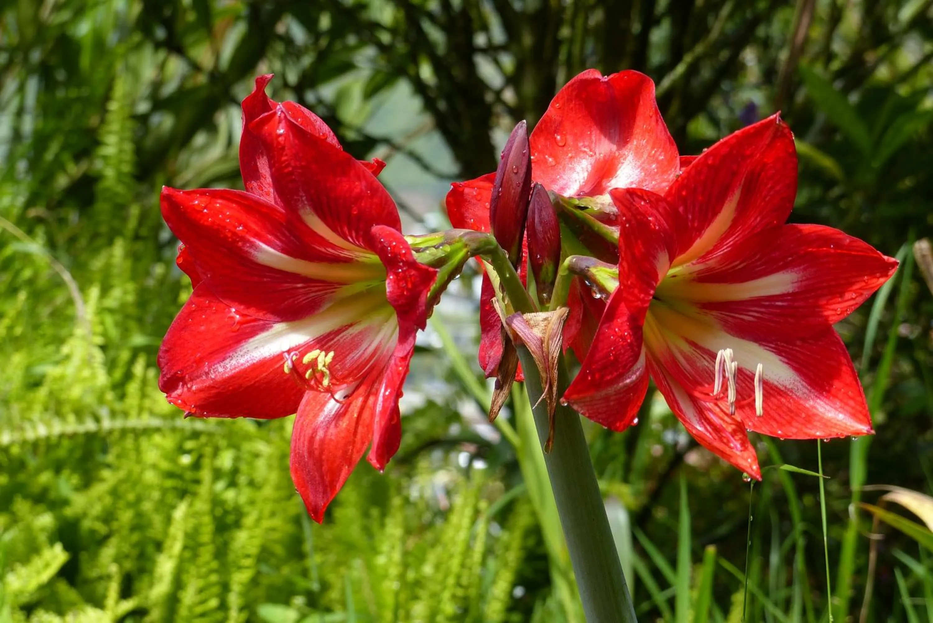 Garden in La Casa Amarilla