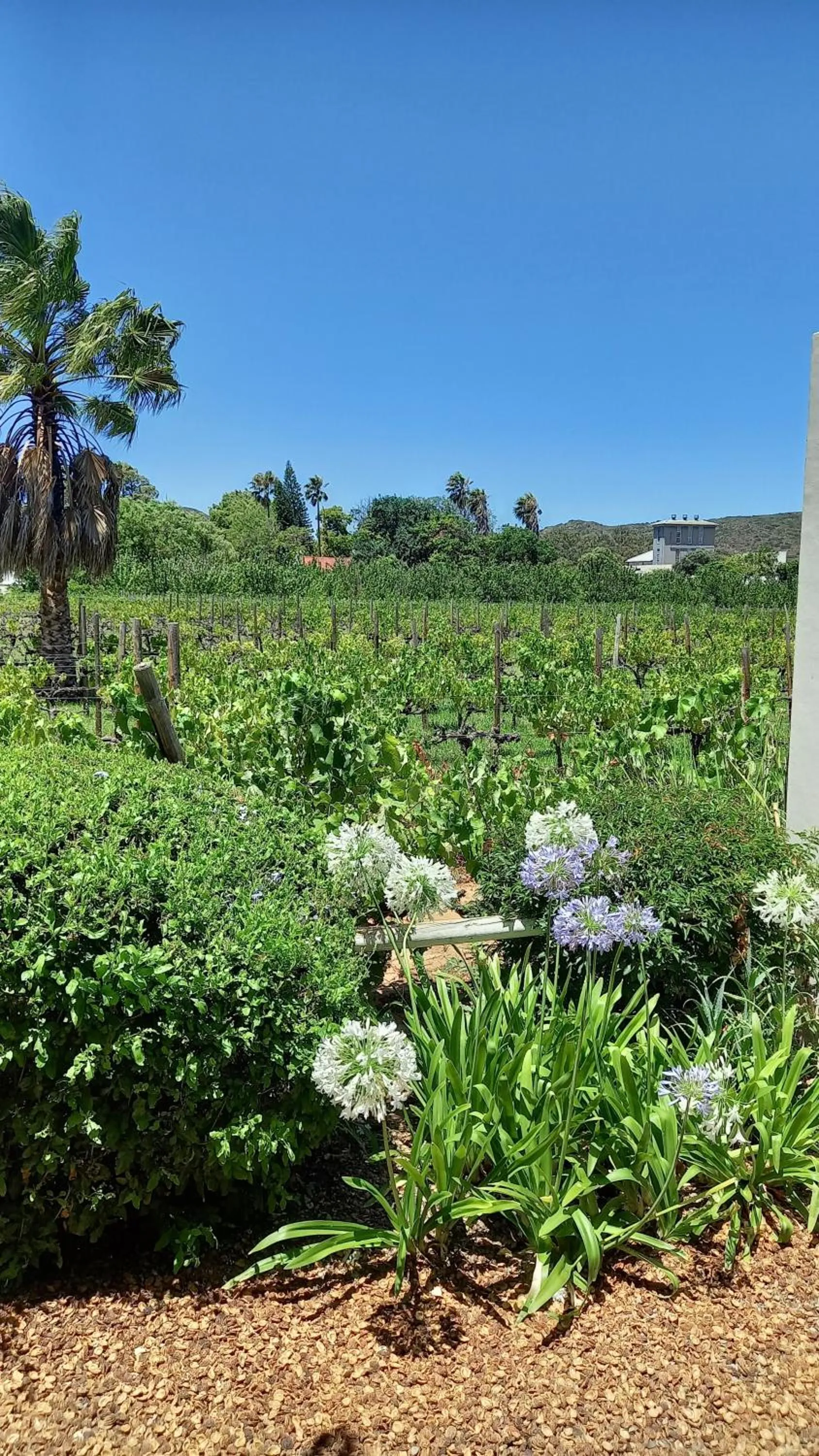 The Vineyard Country House