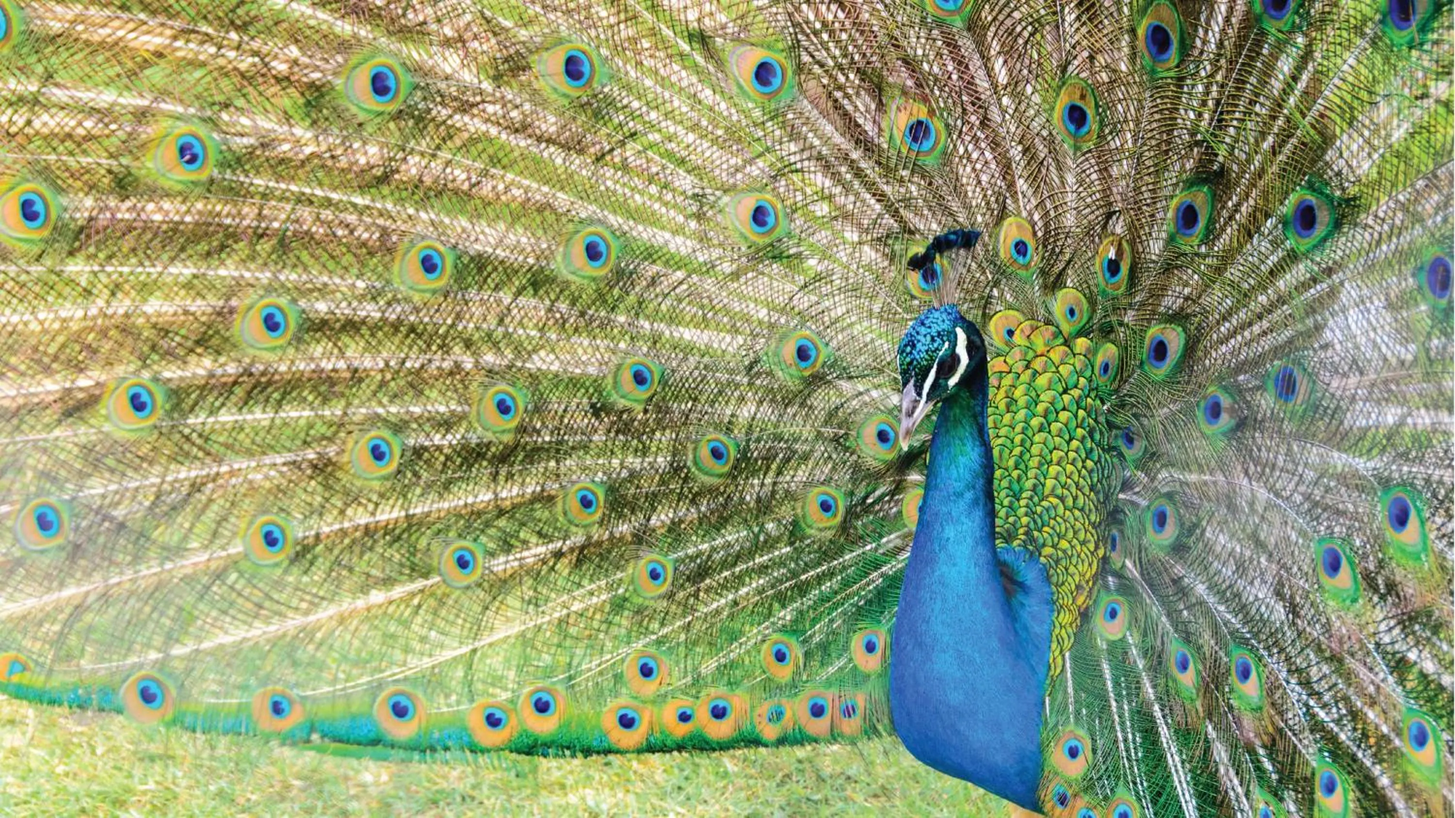 Activities in Mutiara Carita Cottages