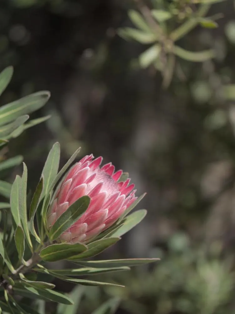 Natural landscape in Arbour1 Guesthouse