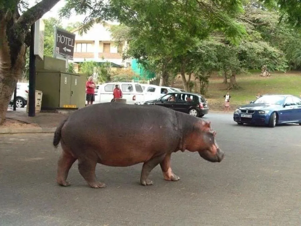 Animals in Little Eden St Lucia