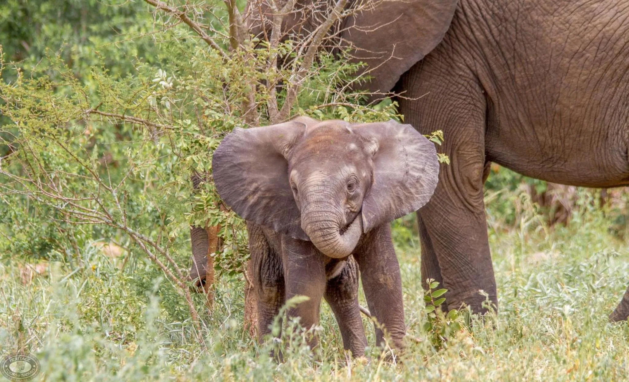 Animals in Little Eden St Lucia