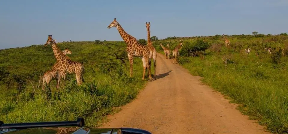 Natural landscape in Little Eden St Lucia