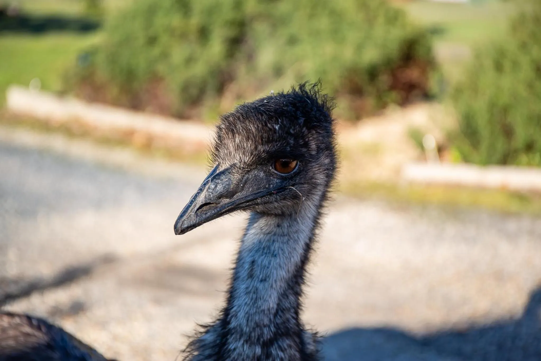 Animals in Mountain View Motor Inn & Holiday Lodges