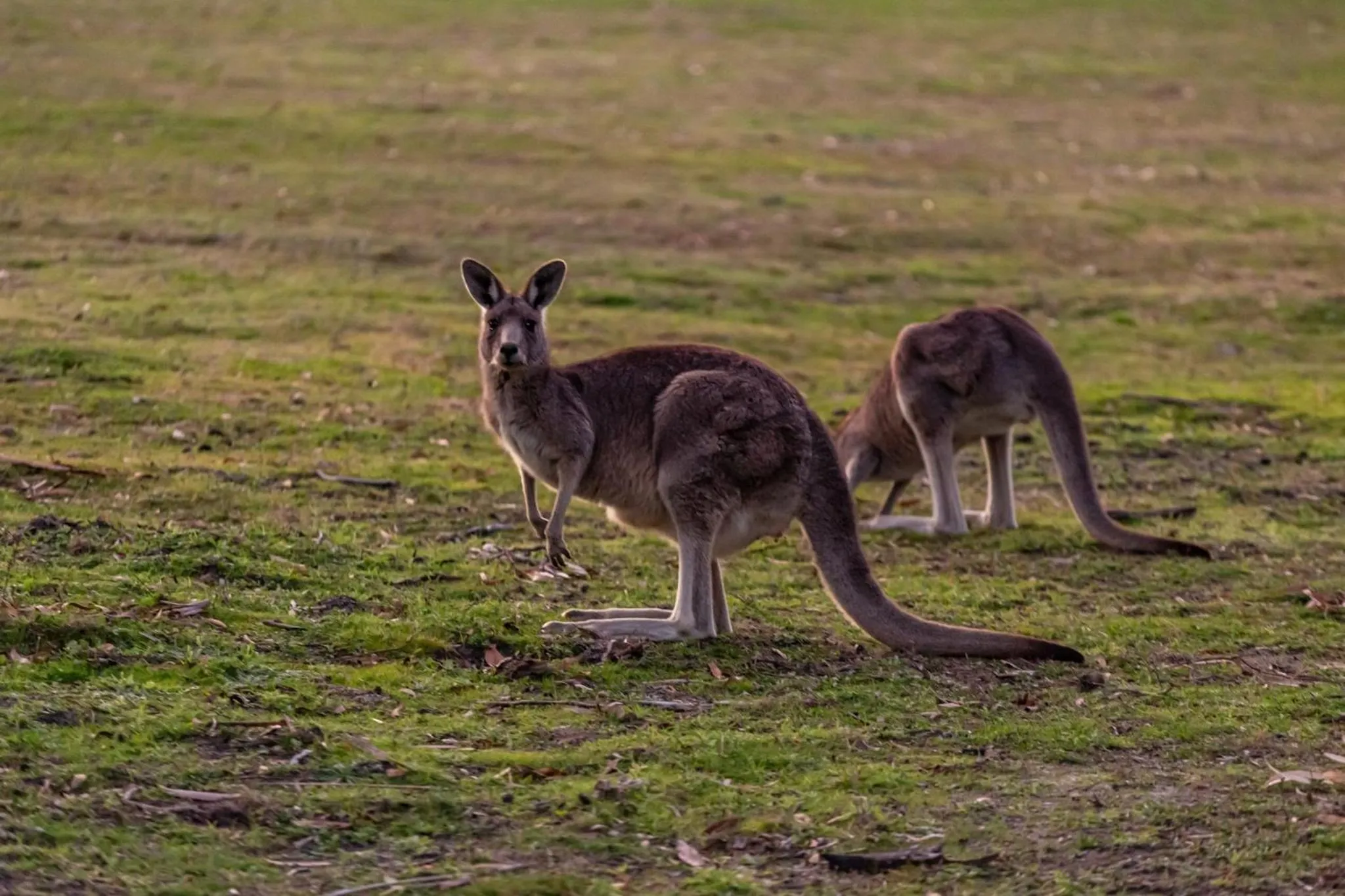 Animals in Mountain View Motor Inn & Holiday Lodges