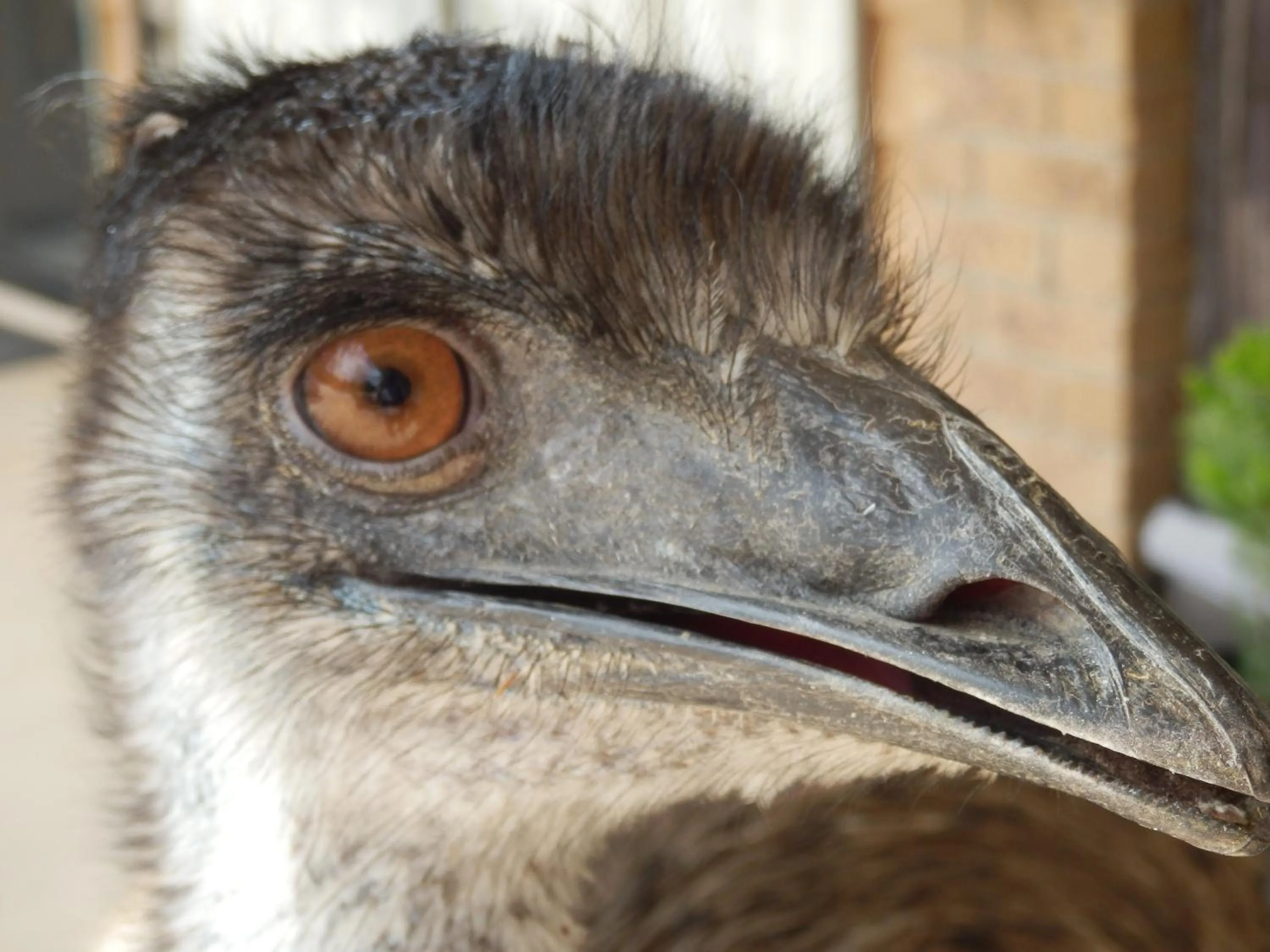 Animals in Mountain View Motor Inn & Holiday Lodges