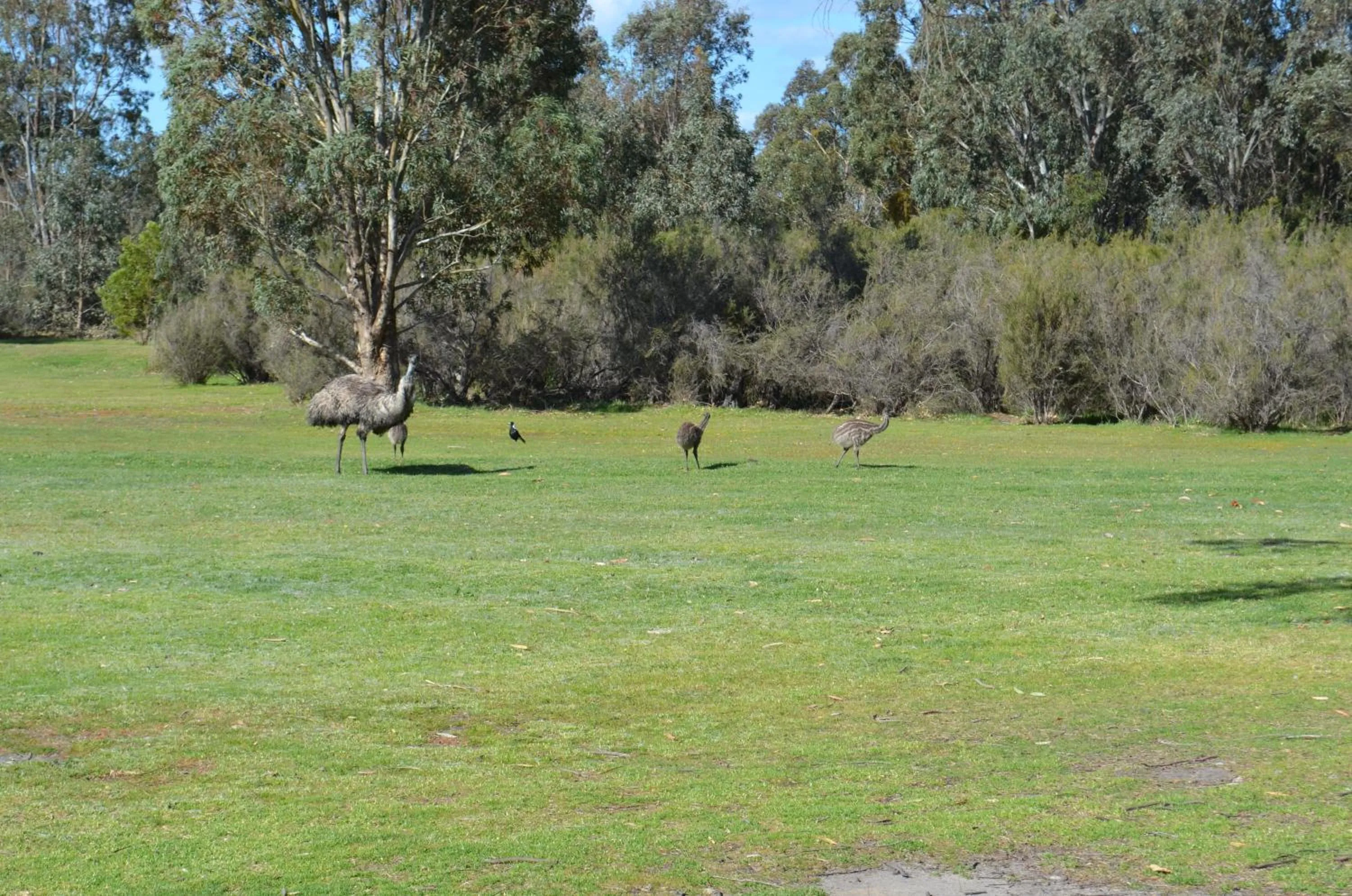 Area and facilities in Mountain View Motor Inn & Holiday Lodges