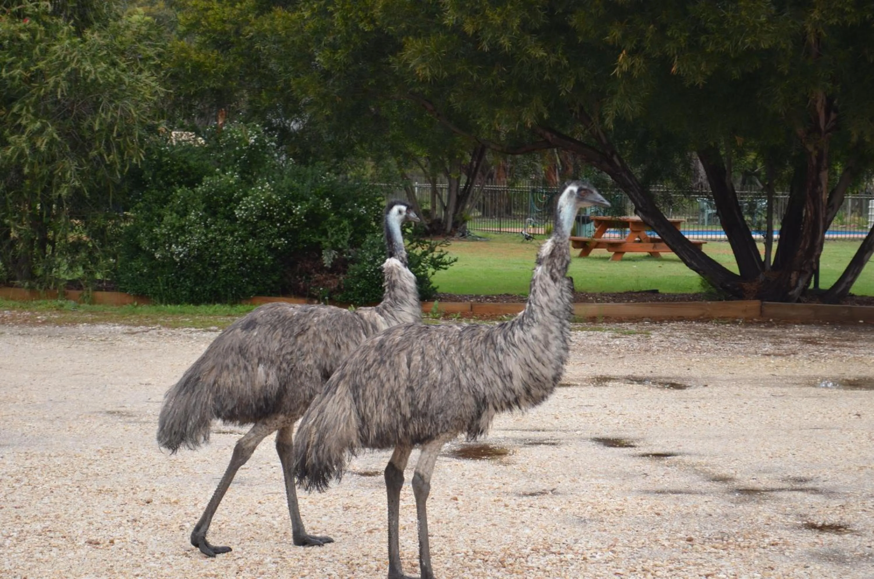 Animals in Mountain View Motor Inn & Holiday Lodges