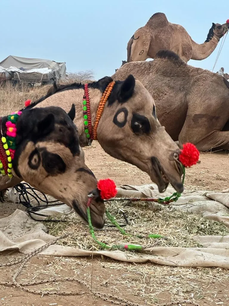 Animals in Hotel Zoola Palace
